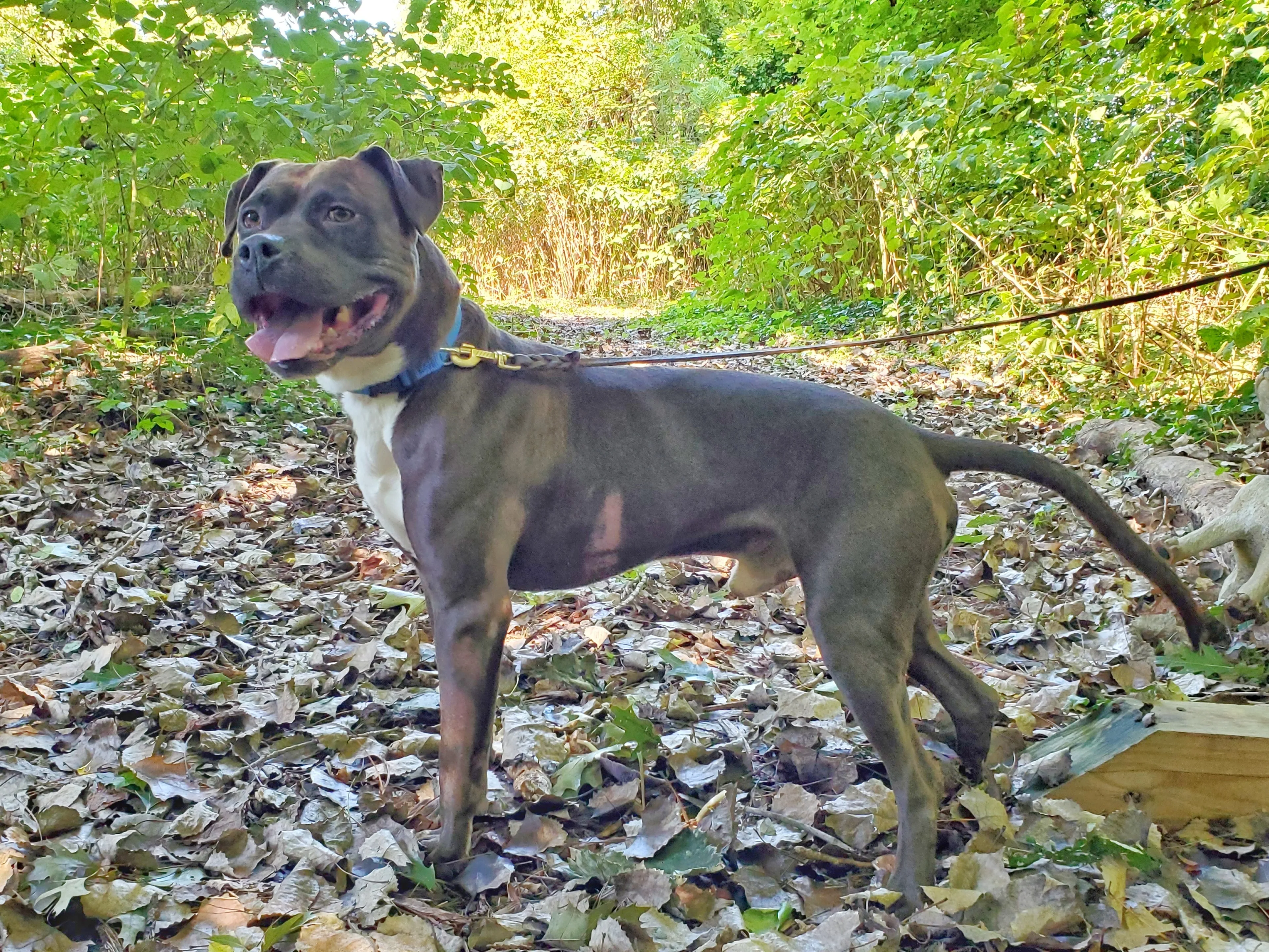 Found pet-3