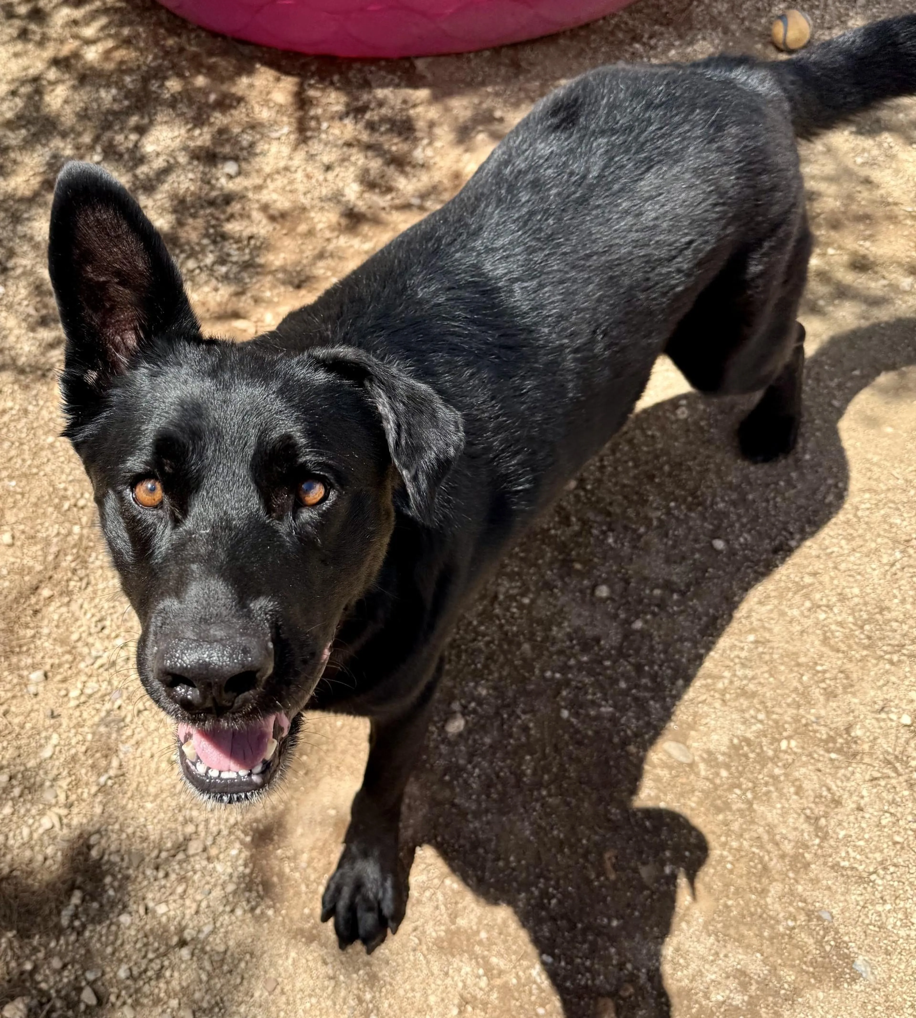 Found pet-1