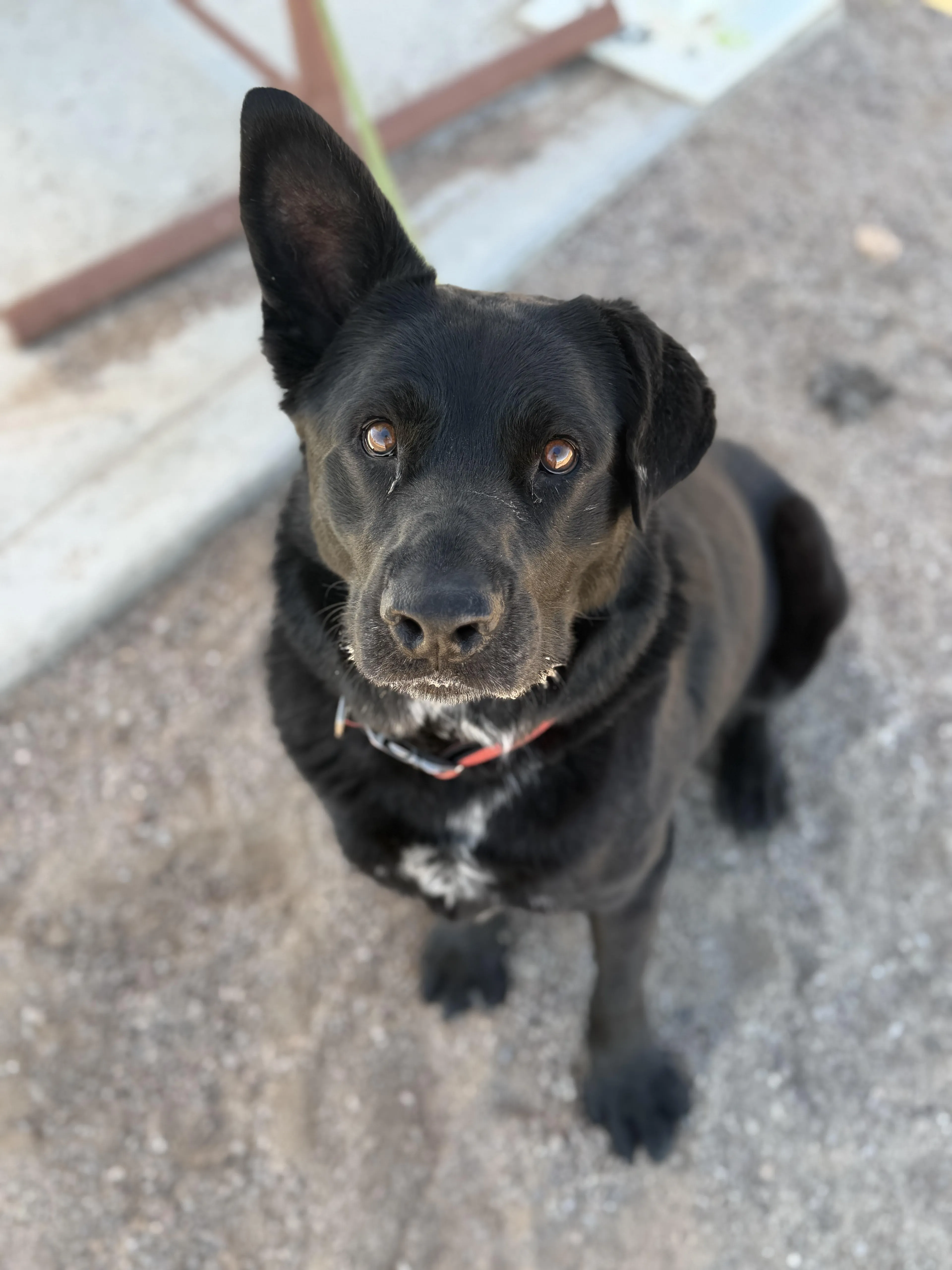 Found pet-2