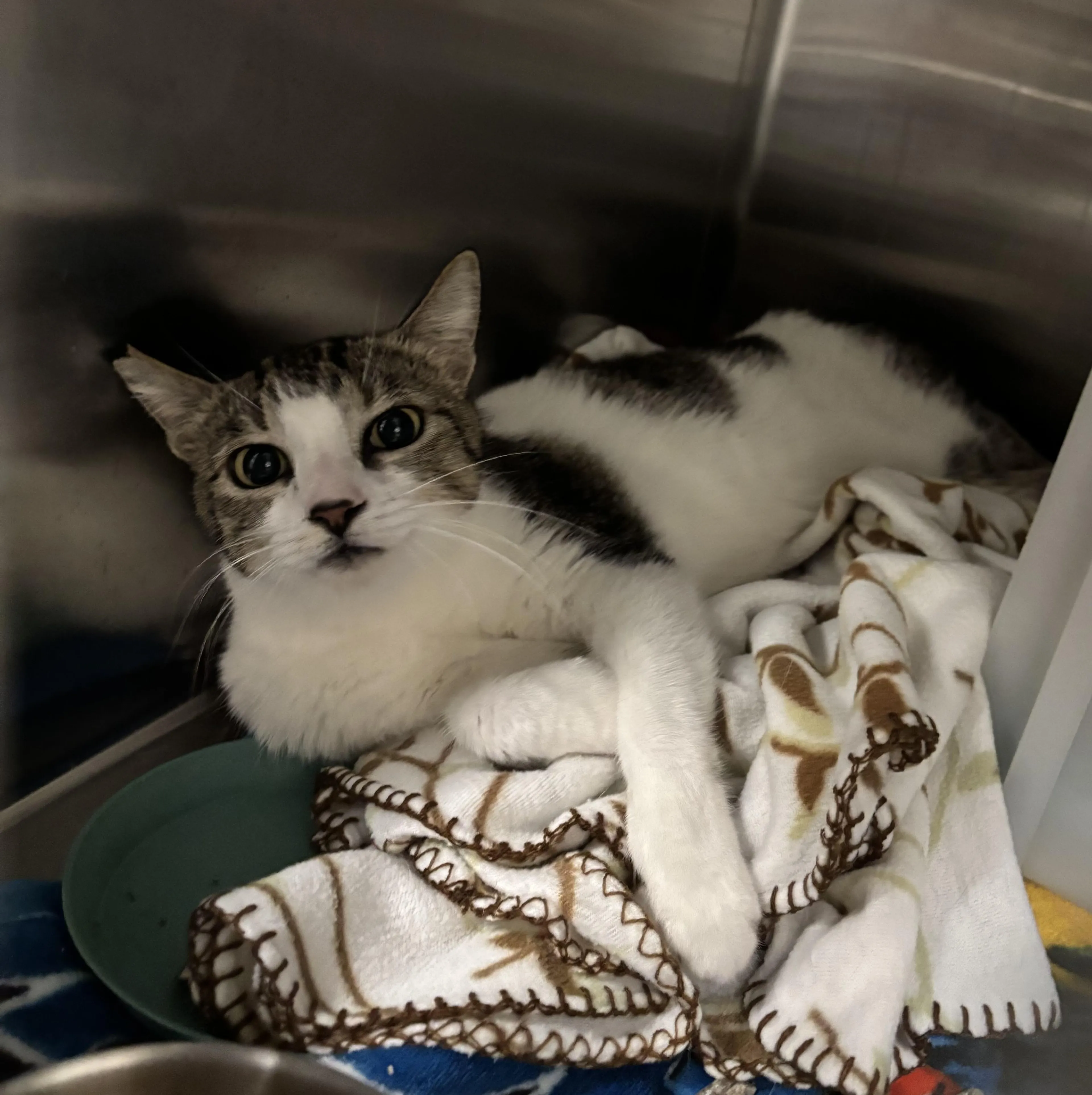 Found pet-1