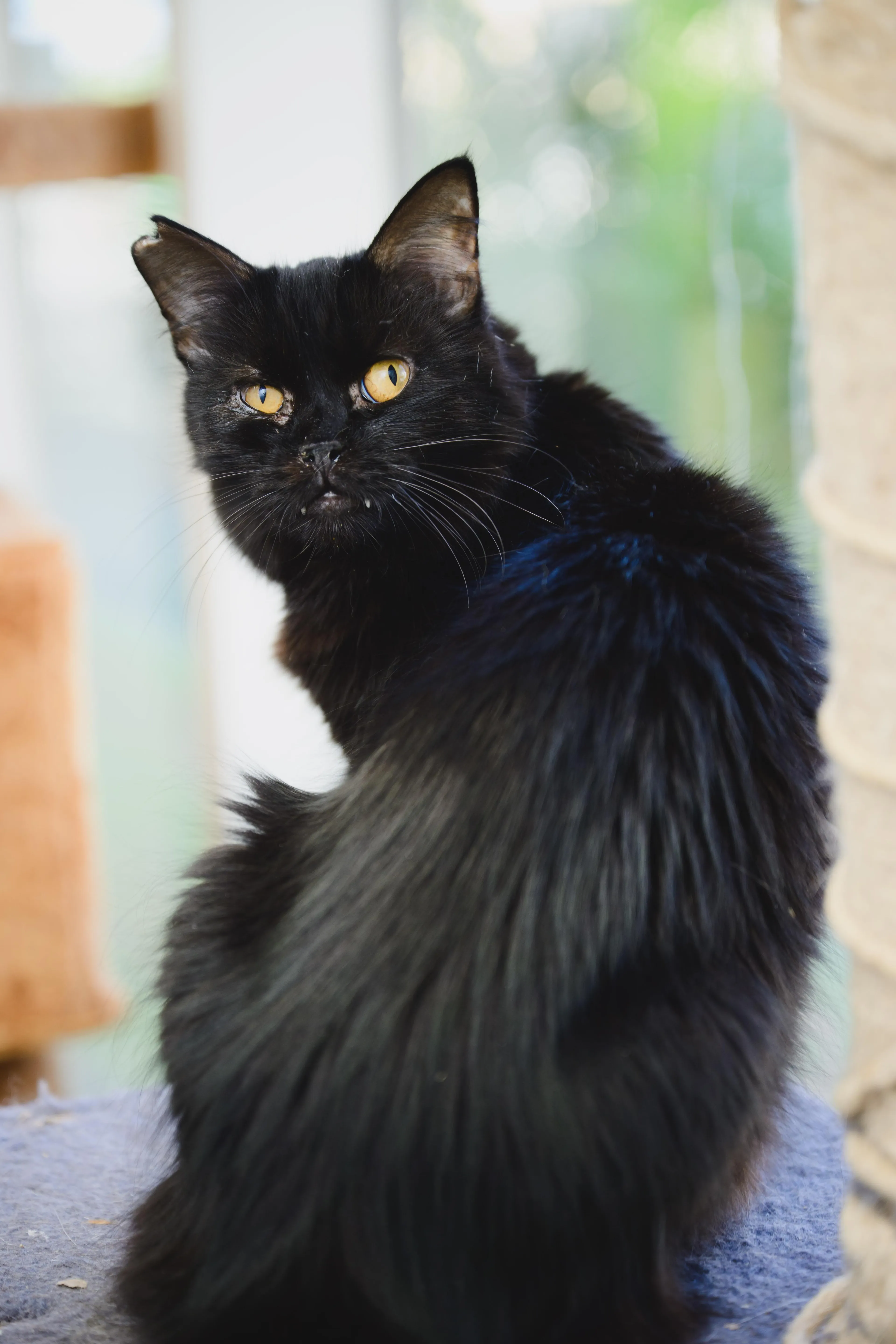 Found pet-3