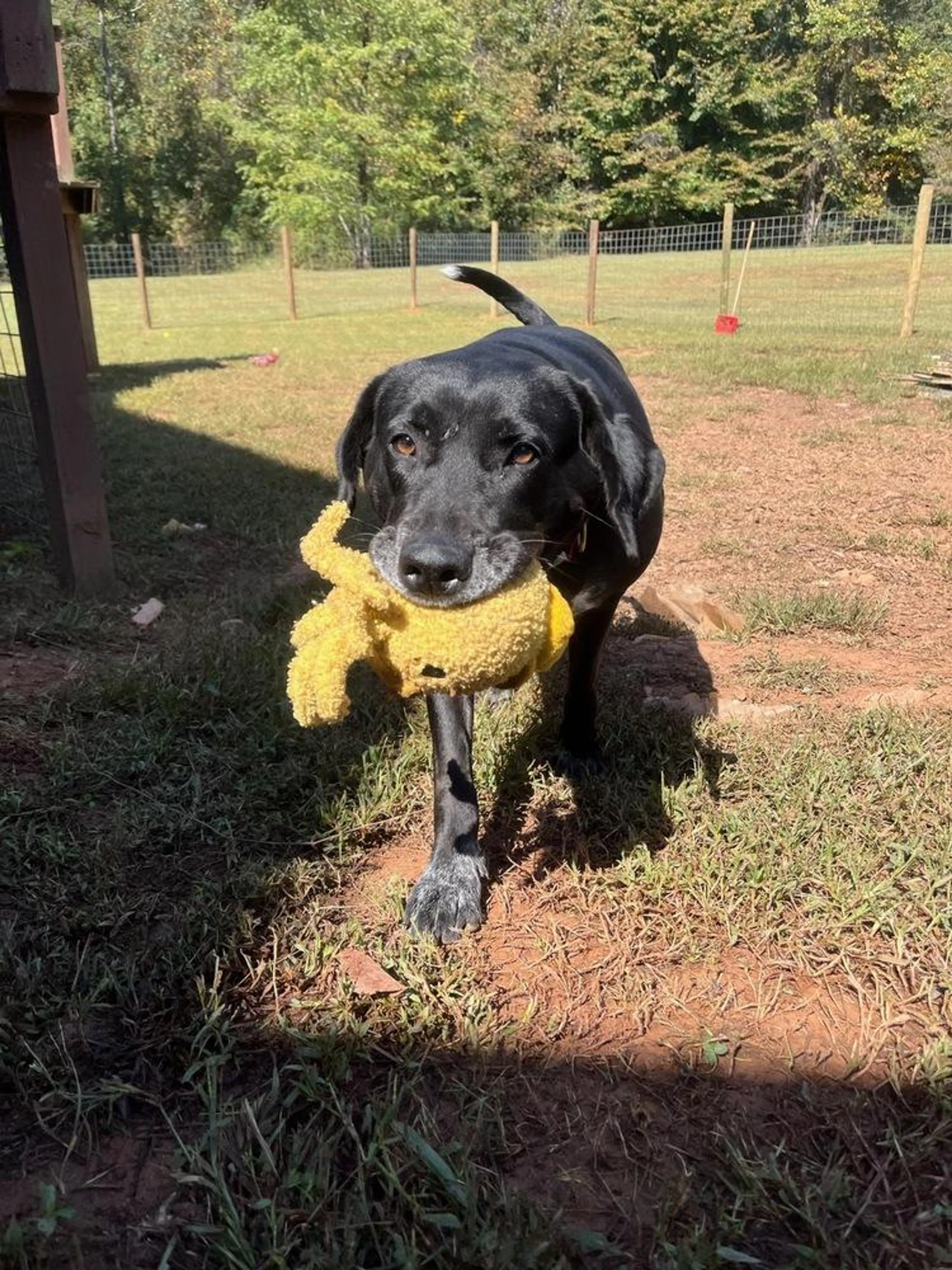 Found pet-0