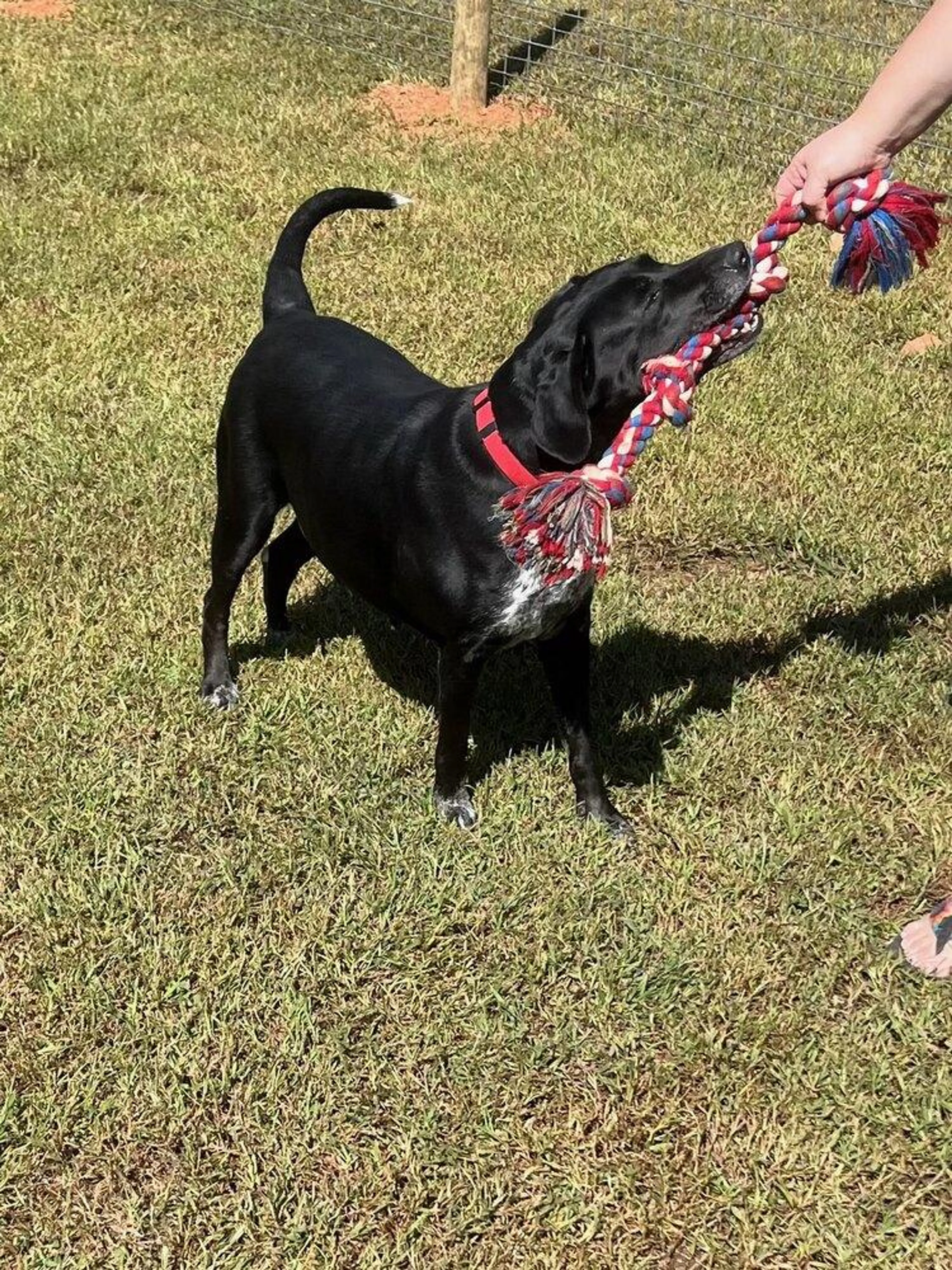Found pet-3