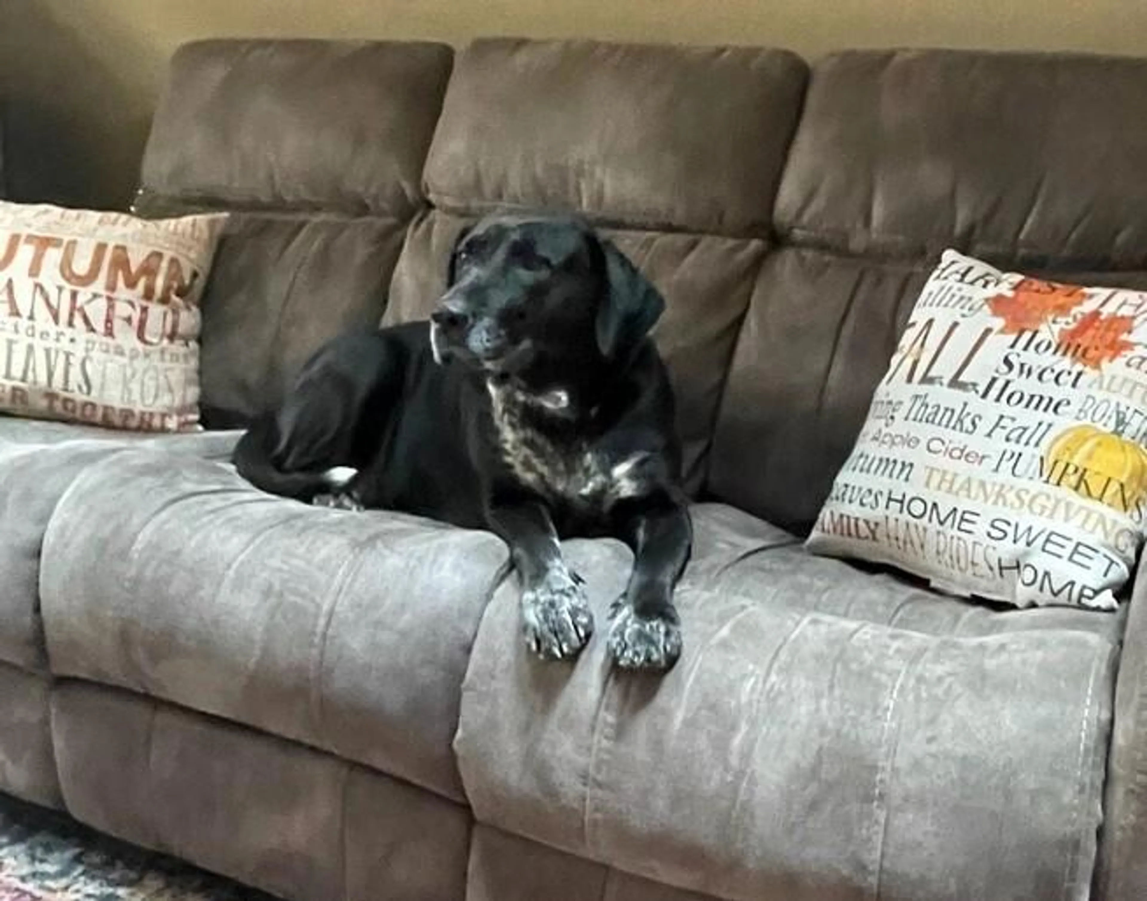 Found pet-4