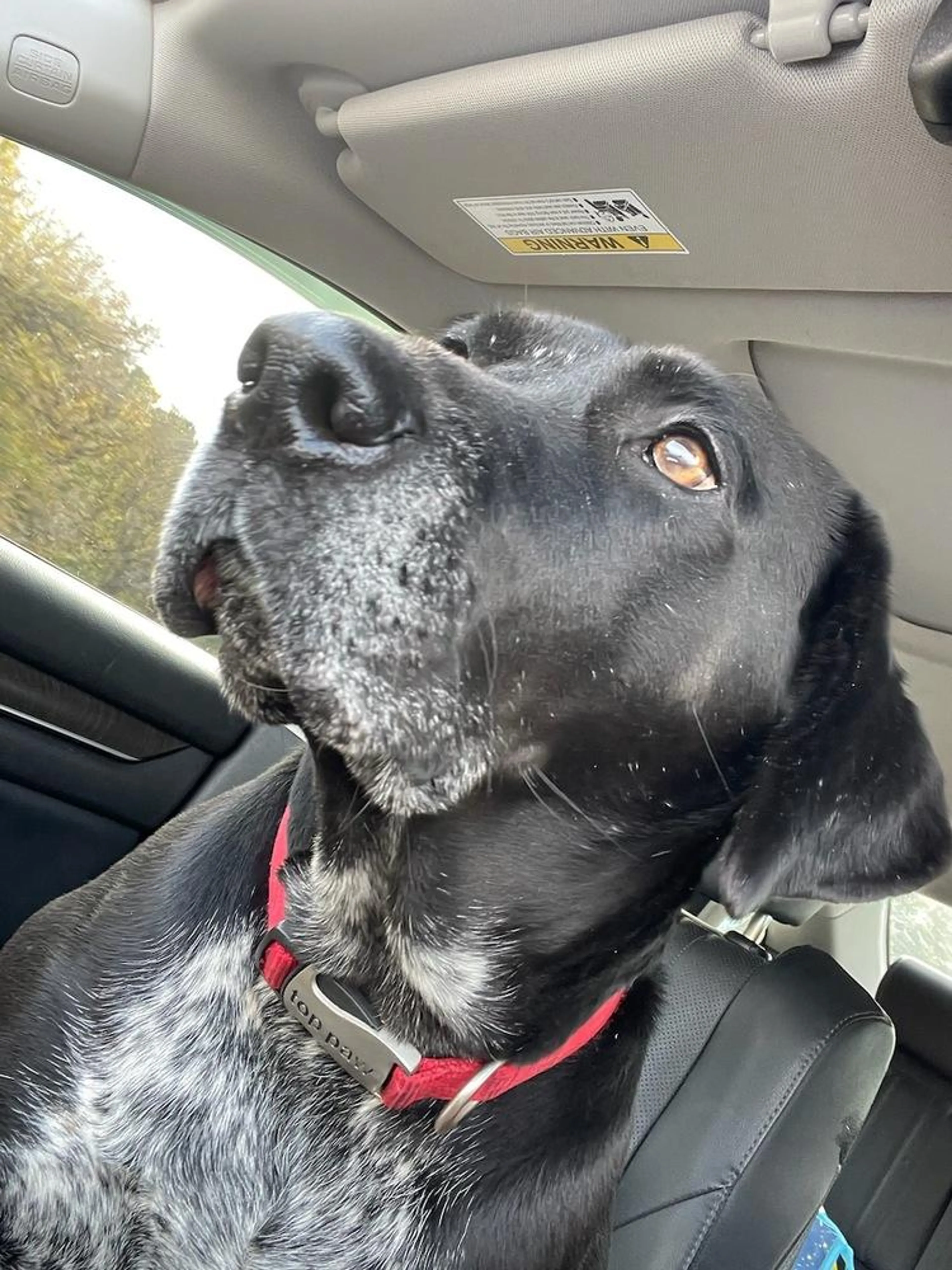 Found pet-1