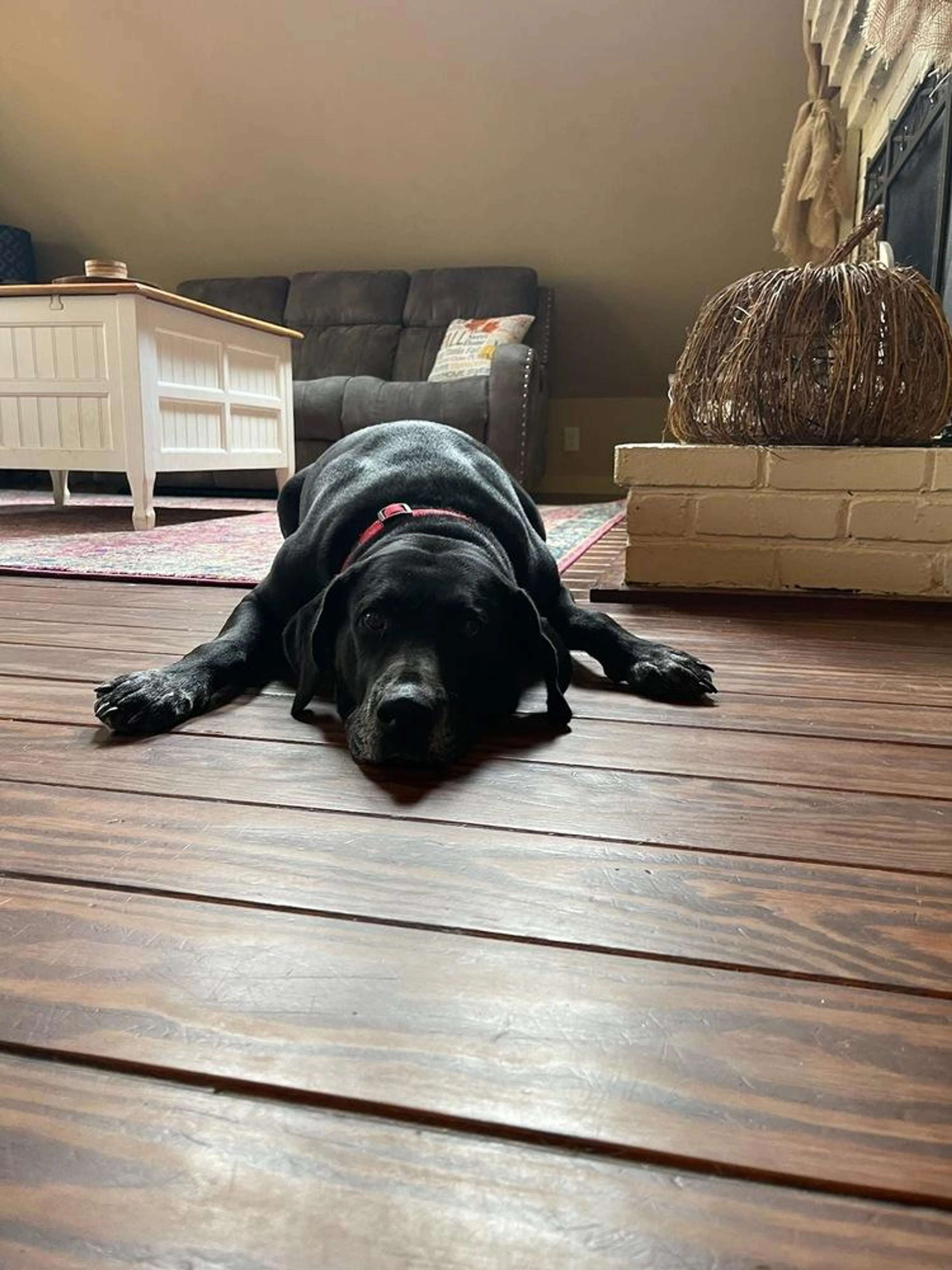 Found pet-5