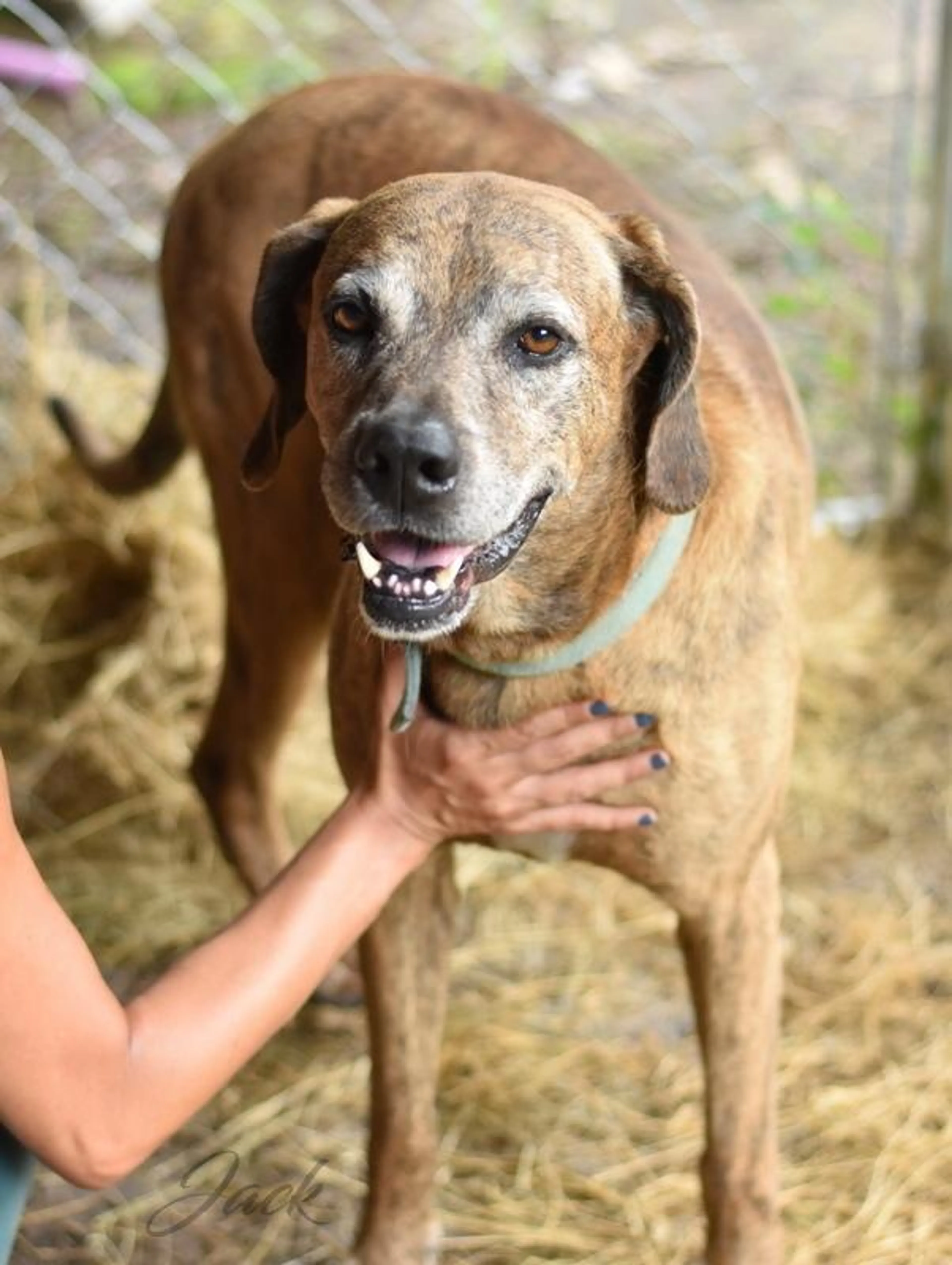 Found pet-1