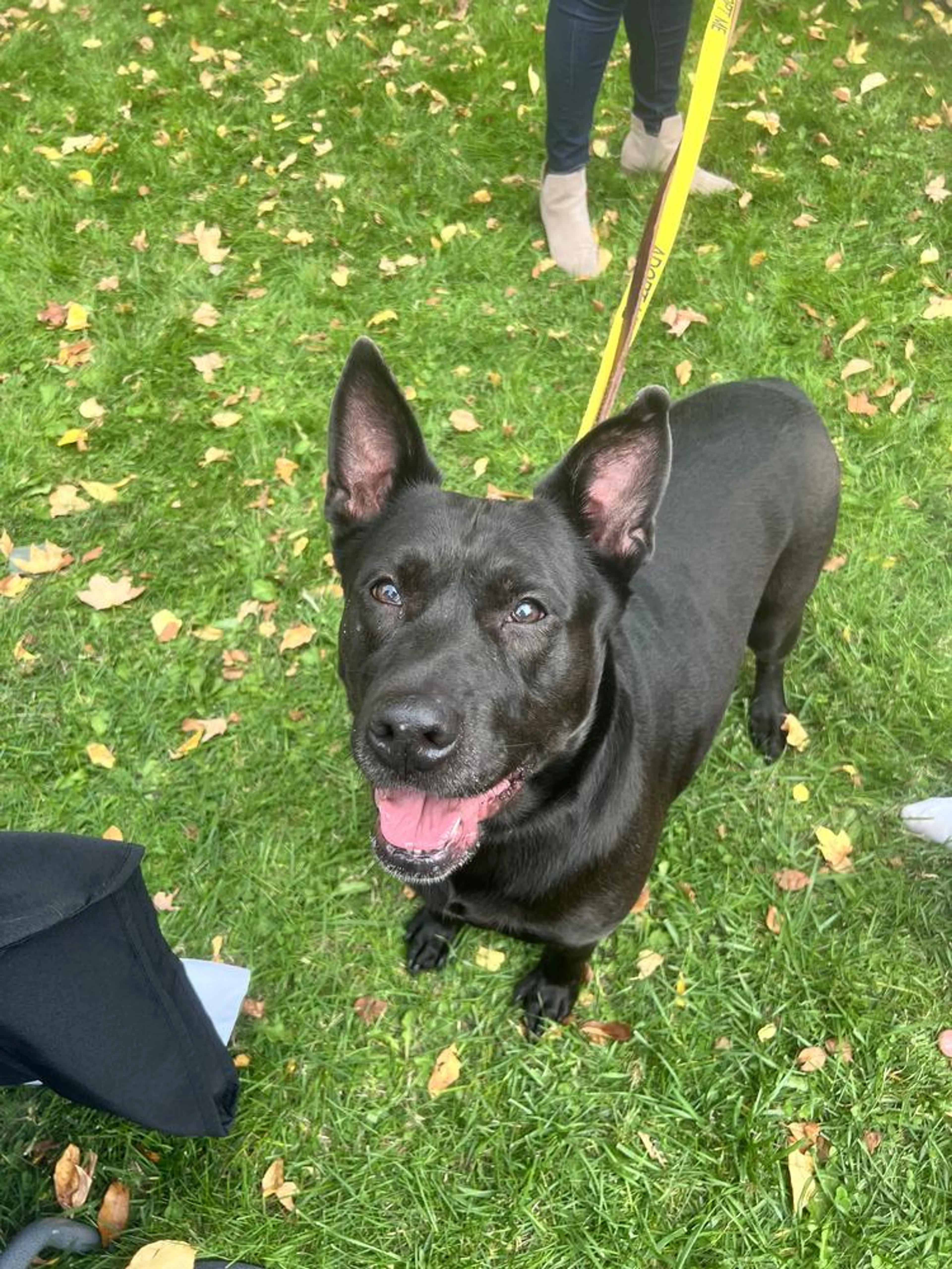 Found pet-5
