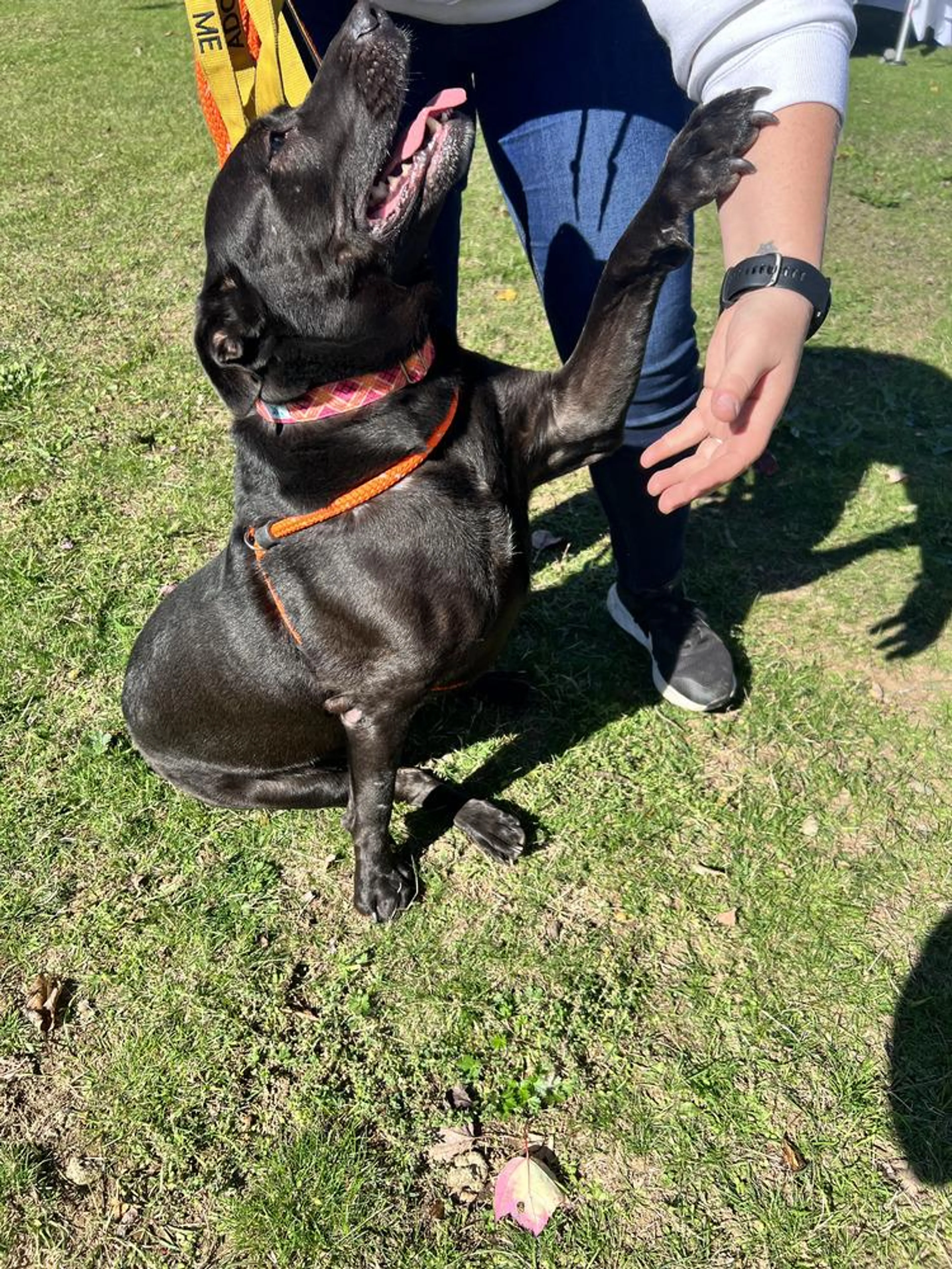 Found pet-1