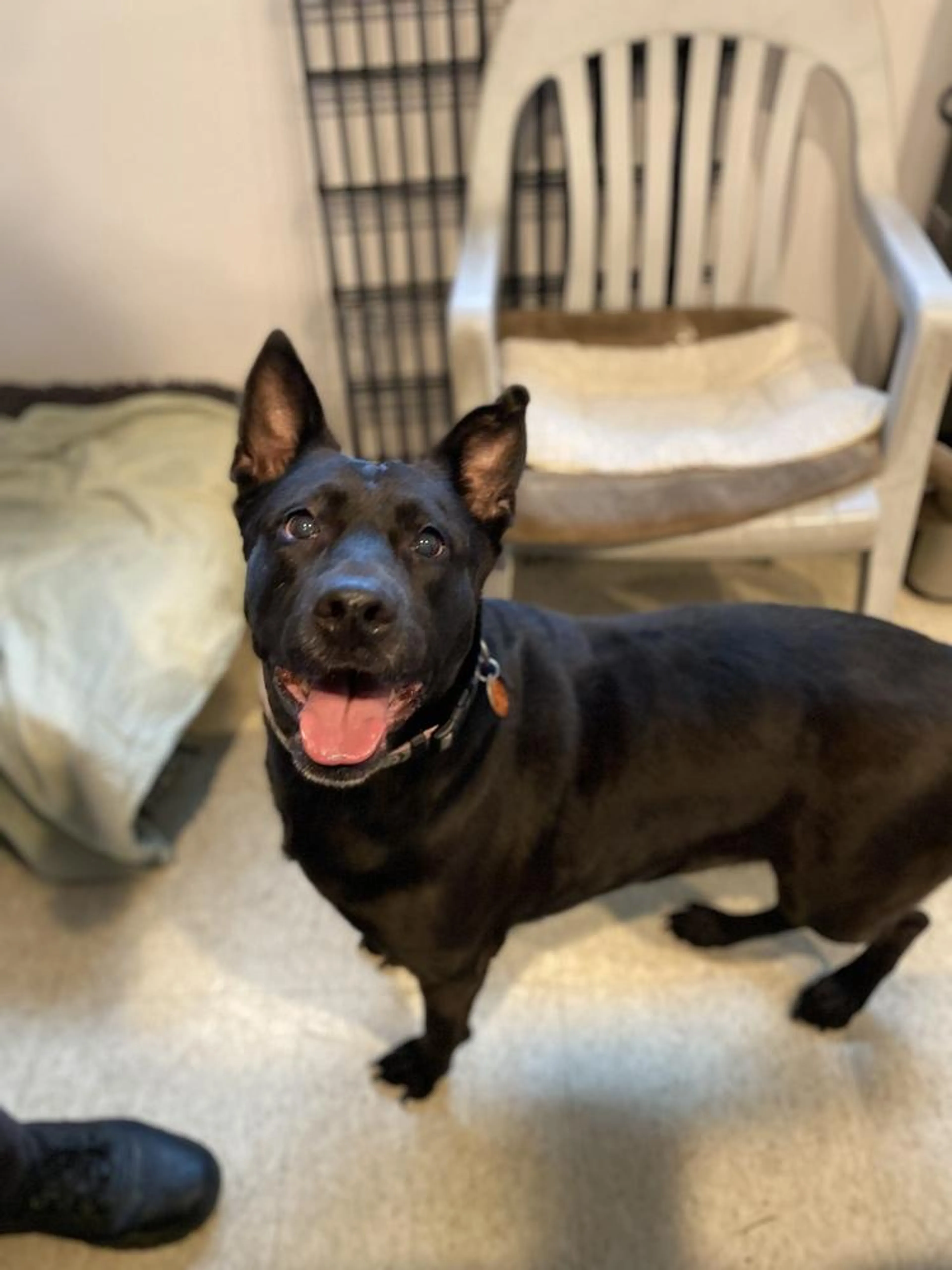 Found pet-3