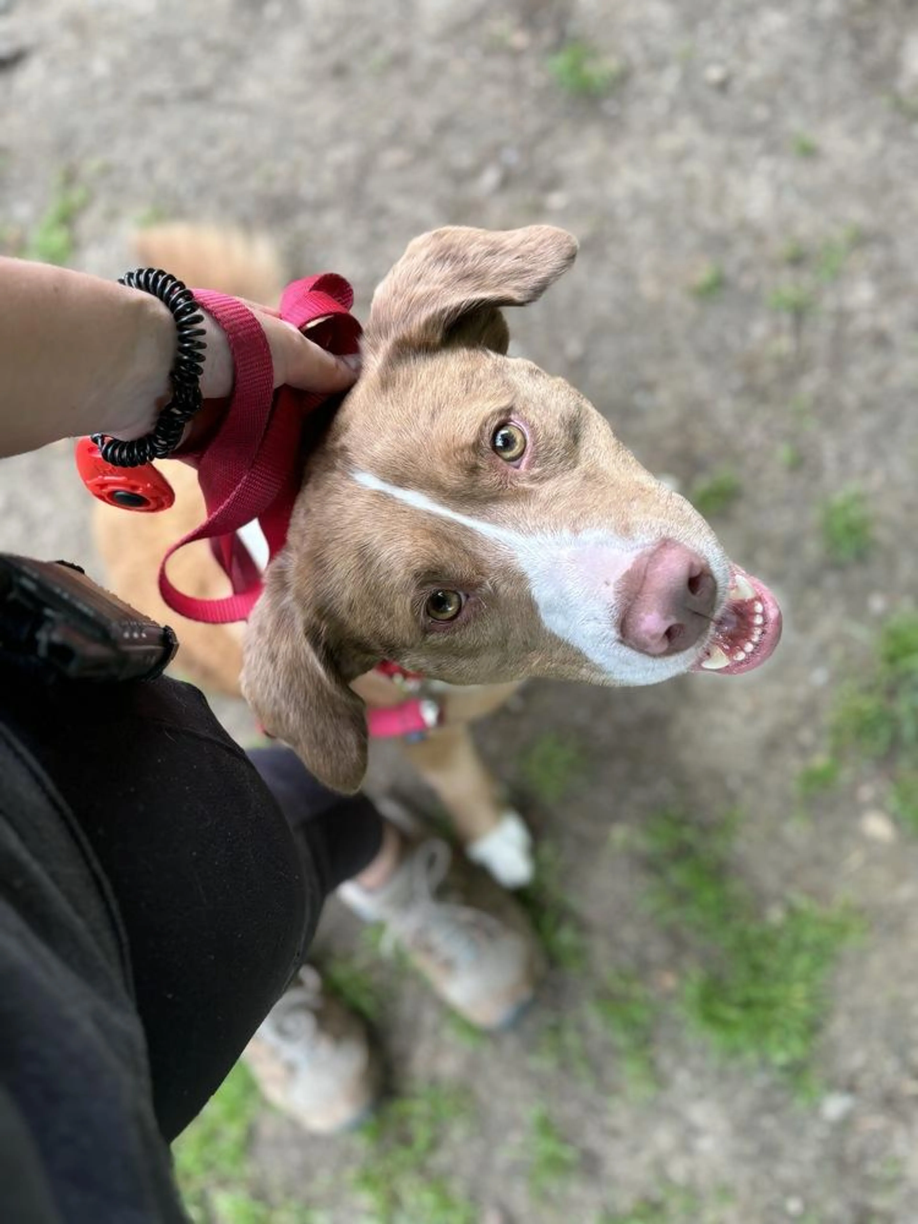 Found pet-1