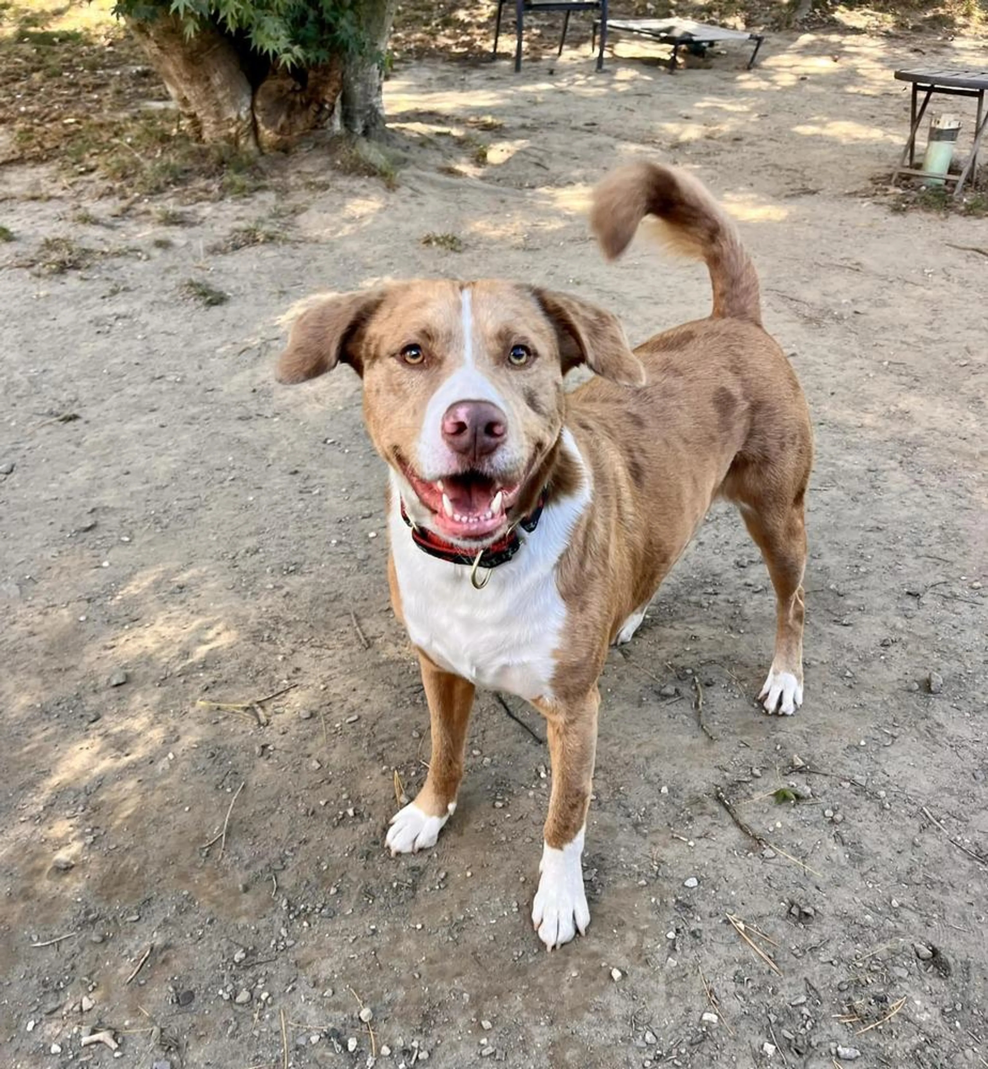 Found pet-2