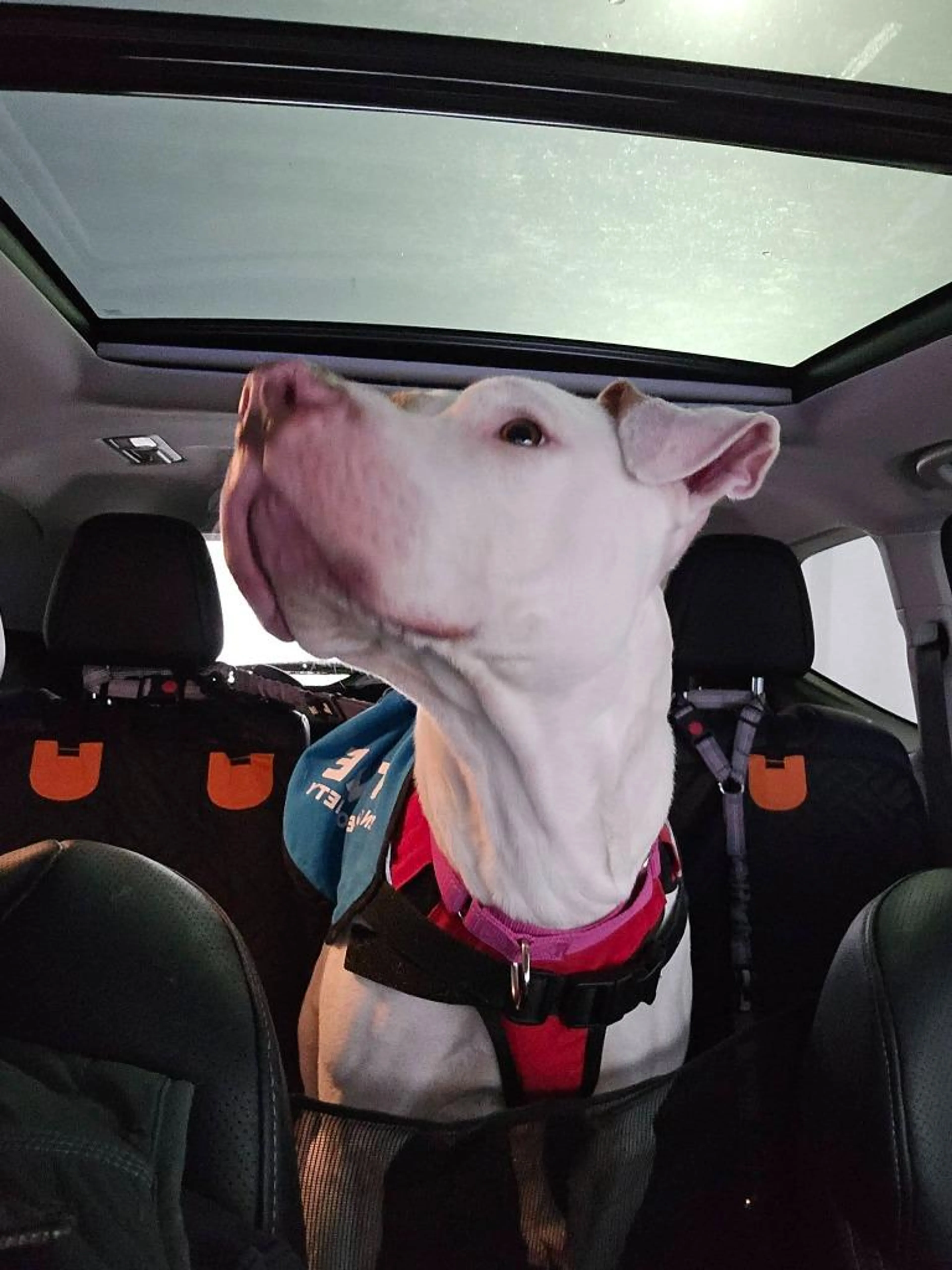 Found pet-4