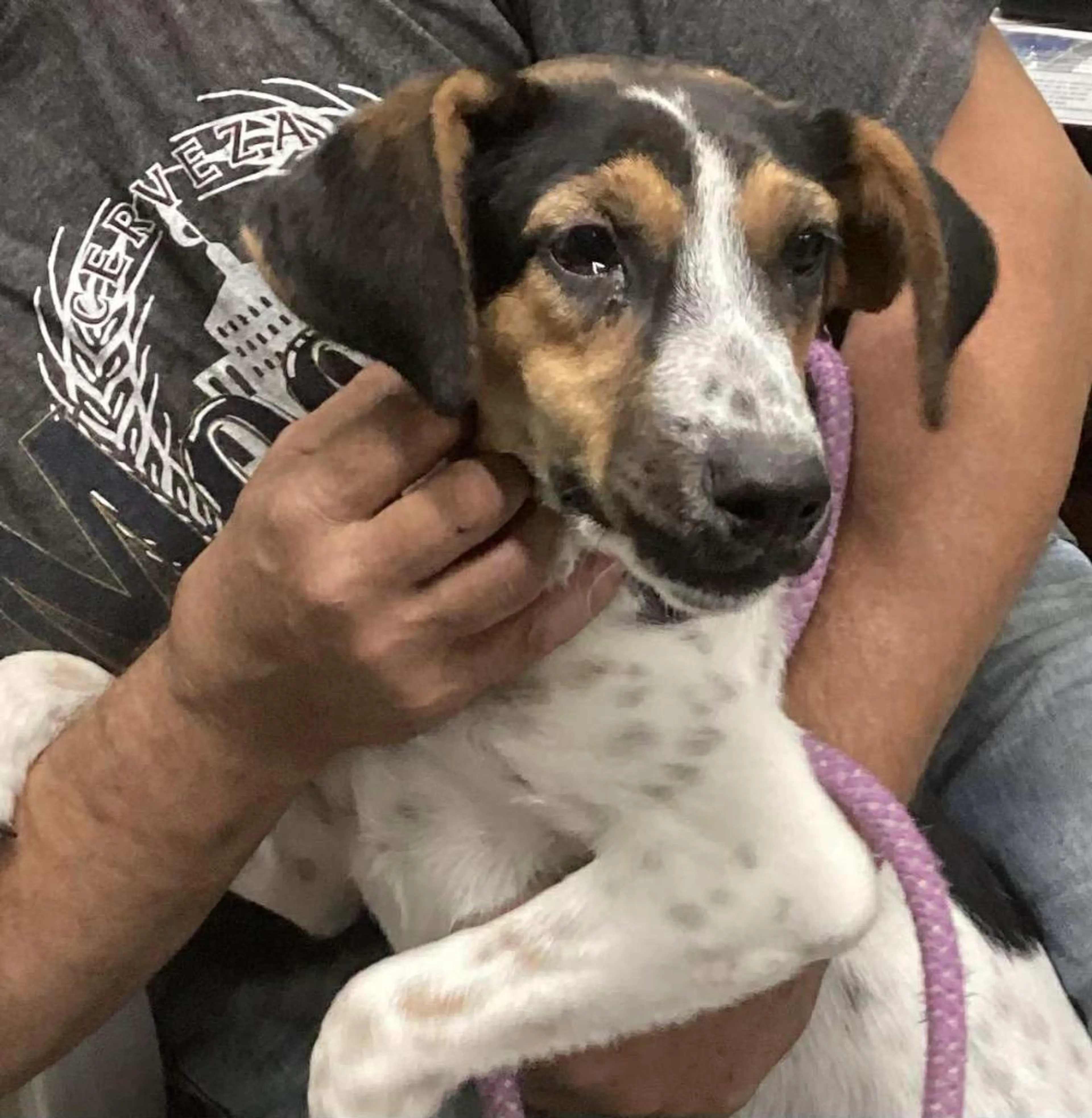 Found pet