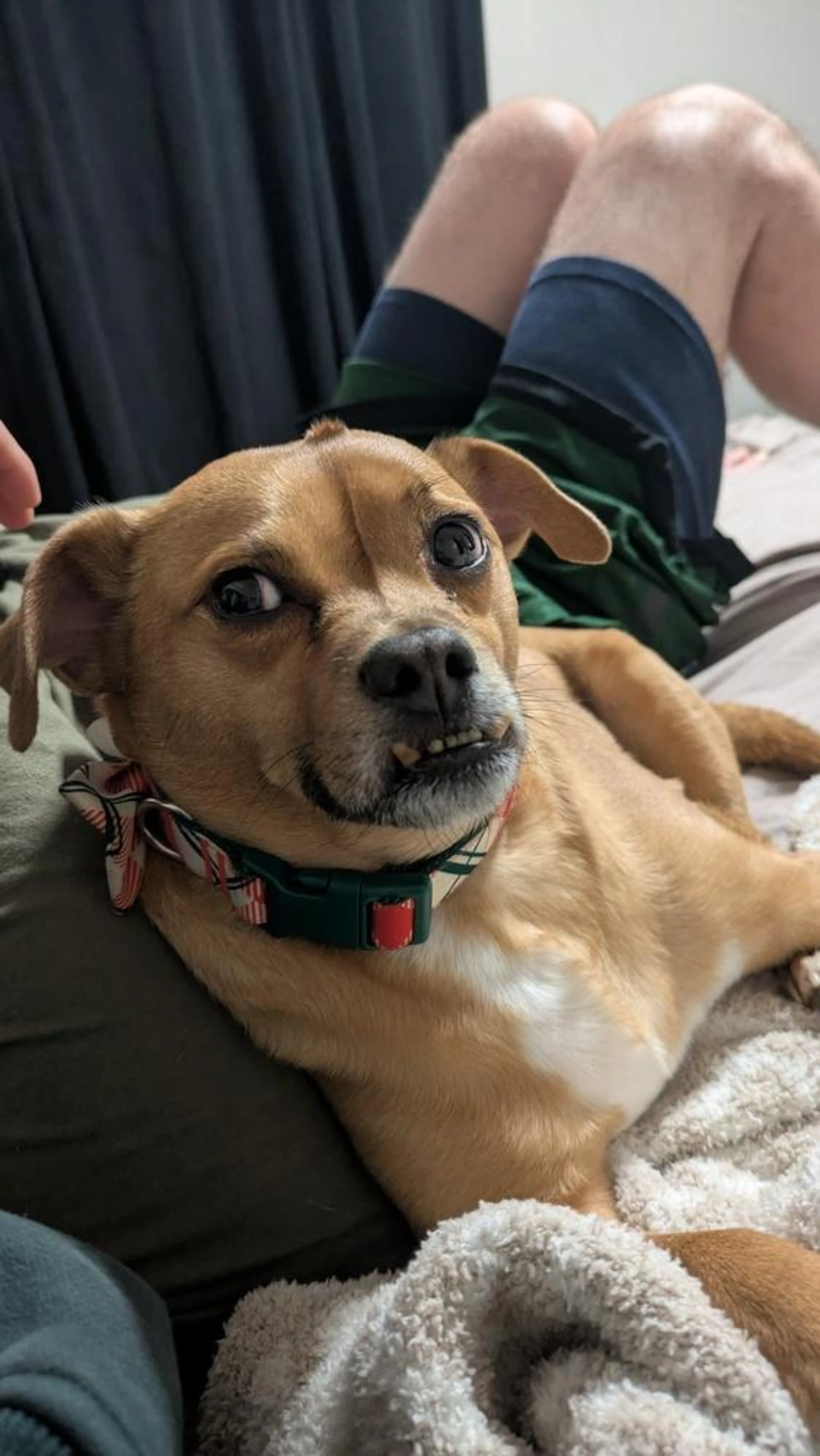Found pet-4