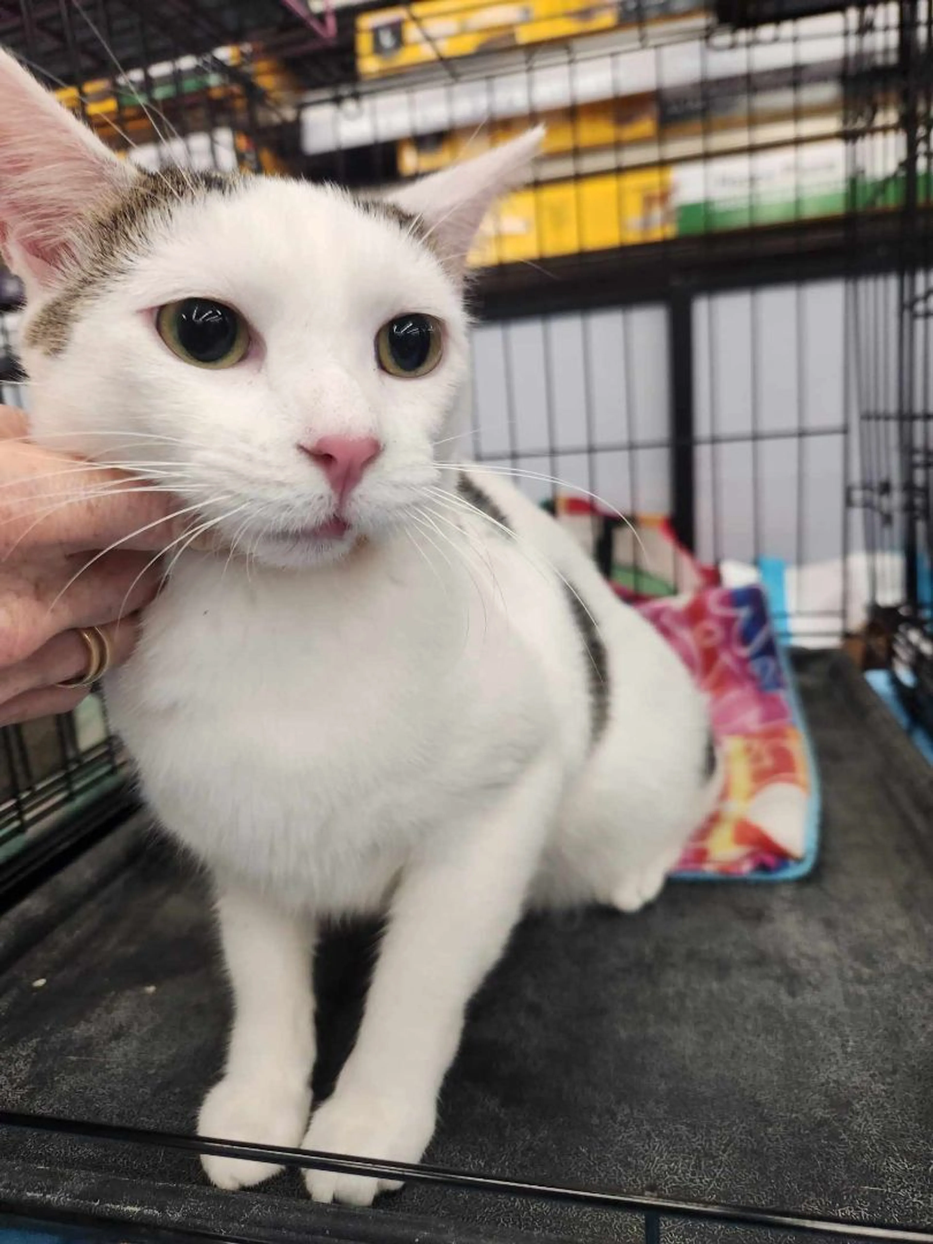 Found pet-5