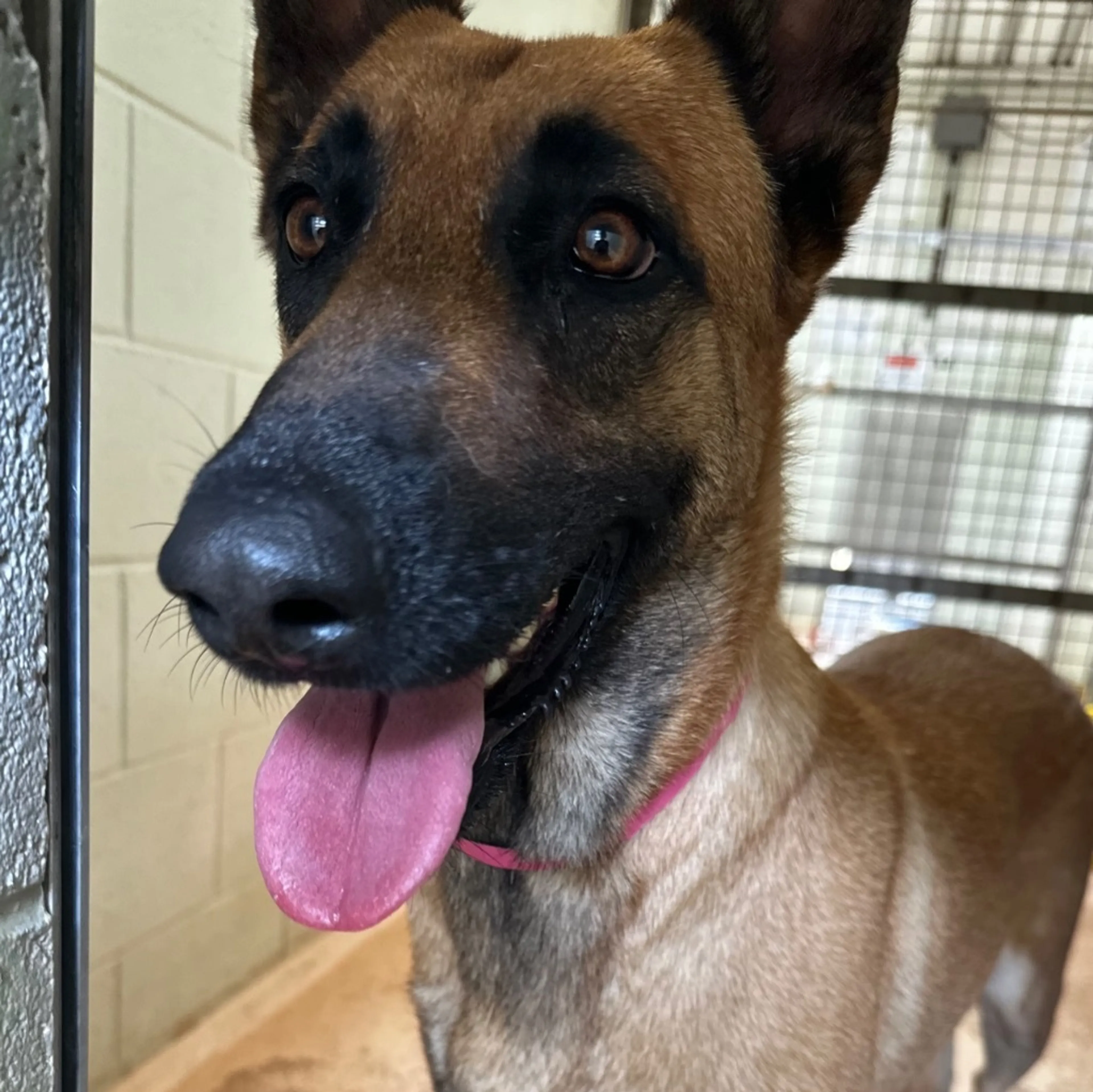 cdn image