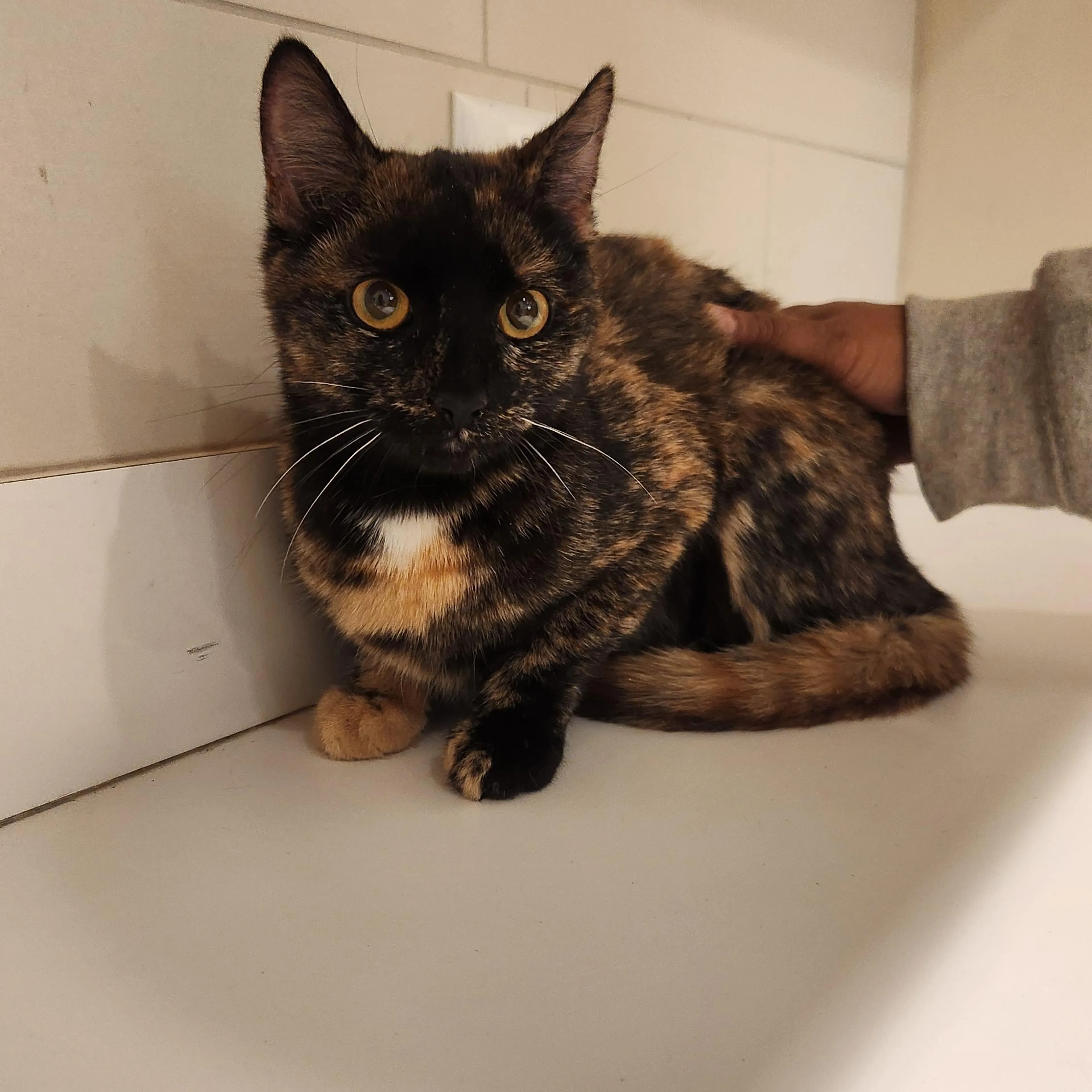 Found pet-5