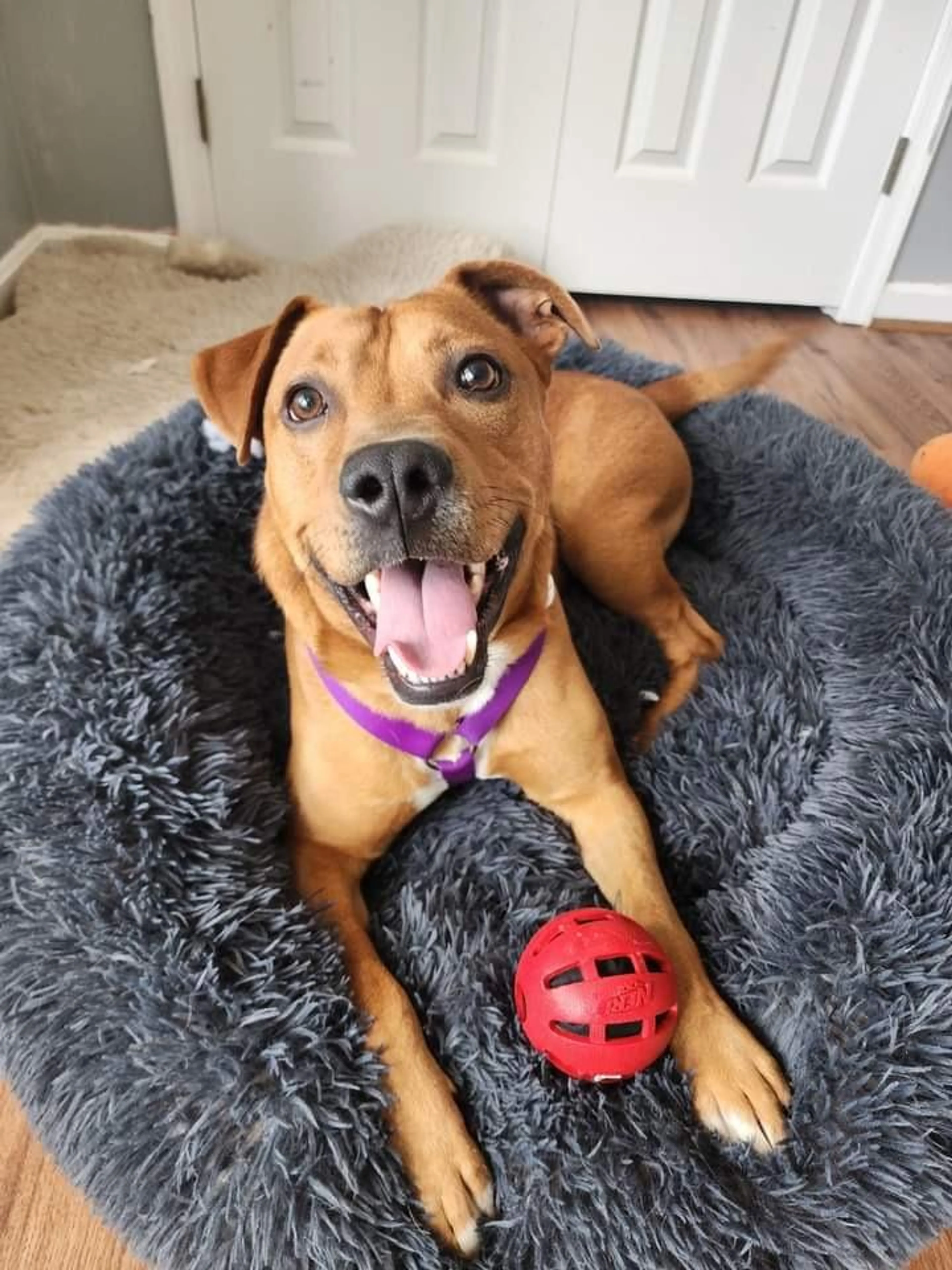 Found pet-2