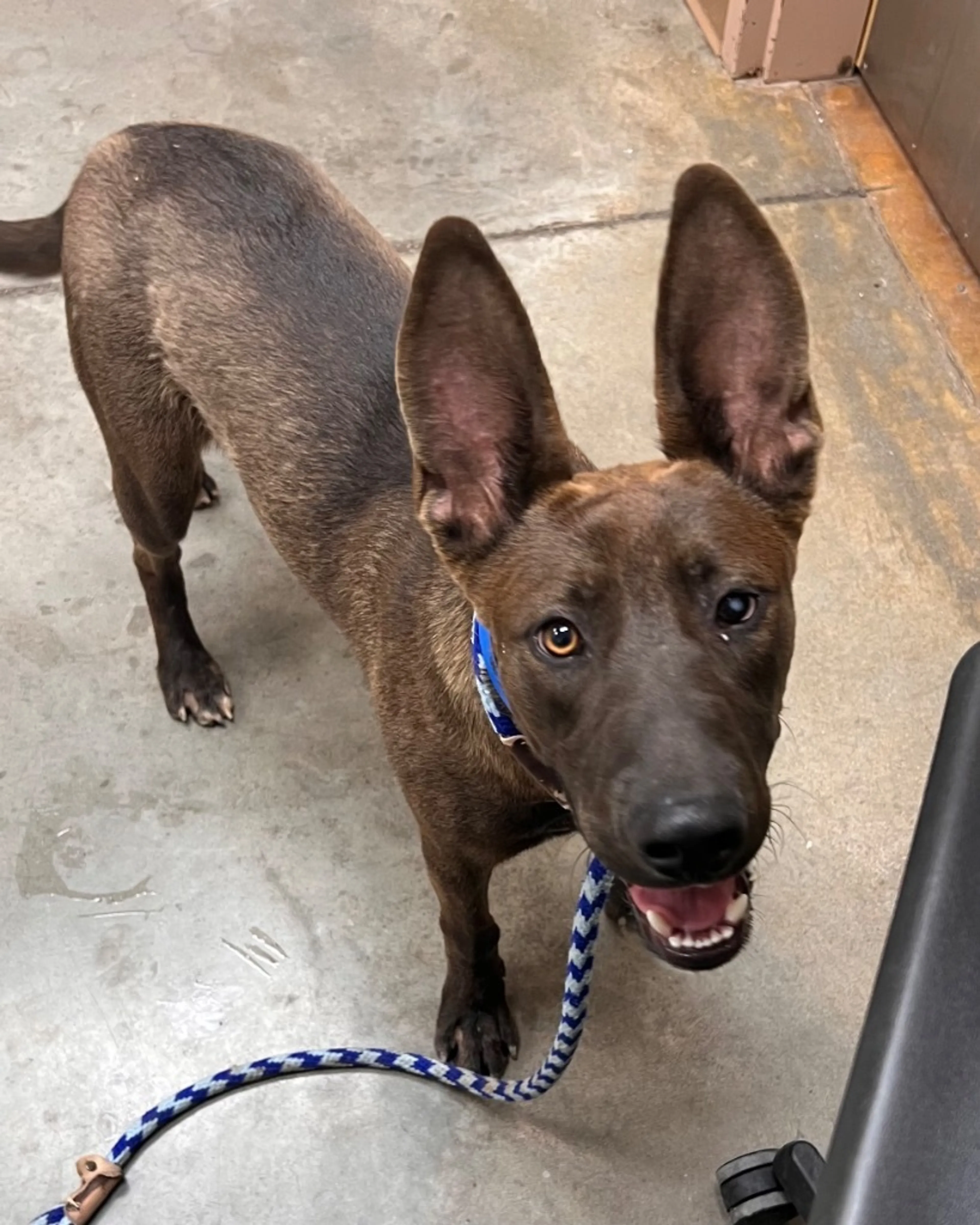 Found pet-4