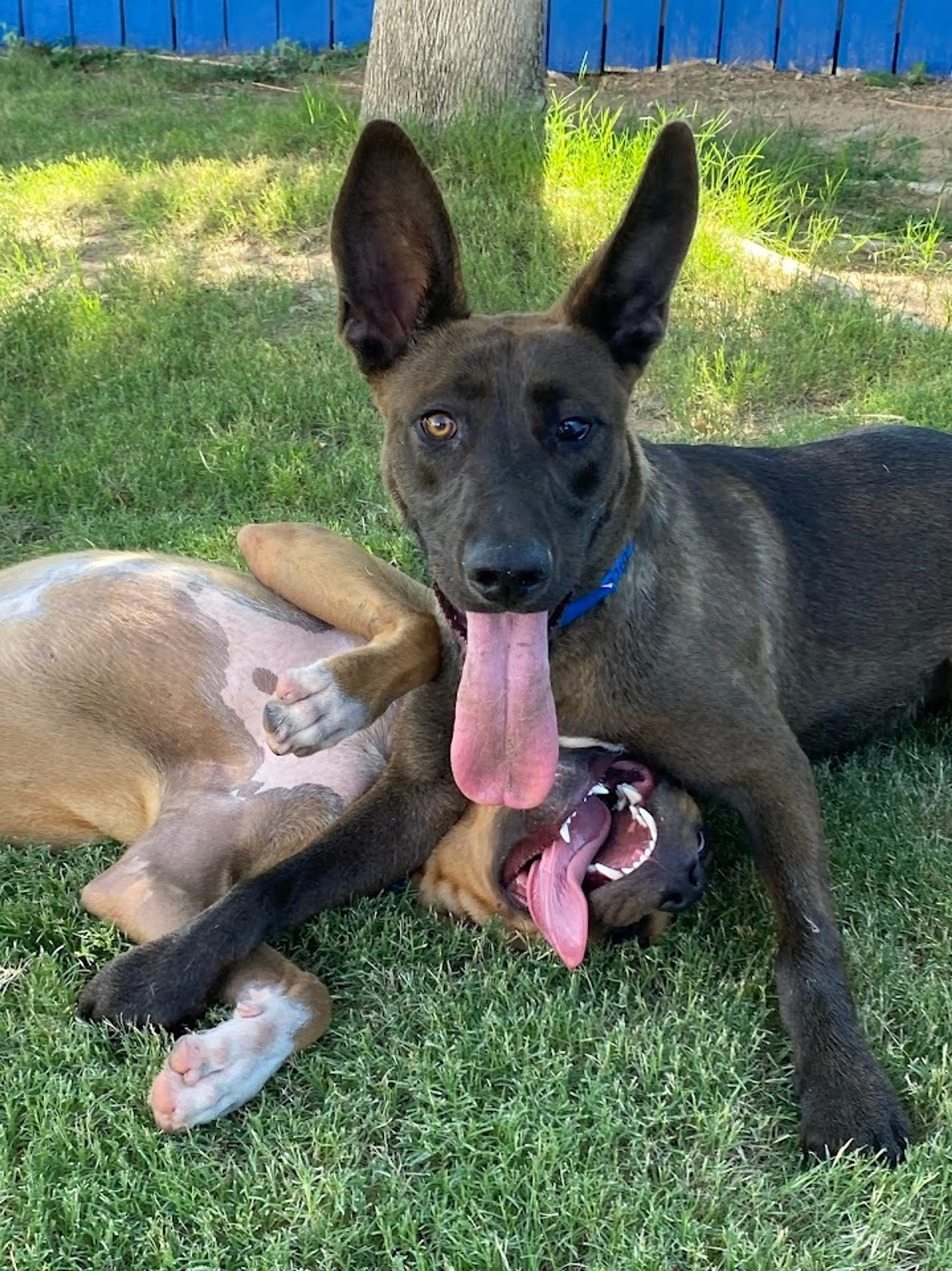 Found pet-2
