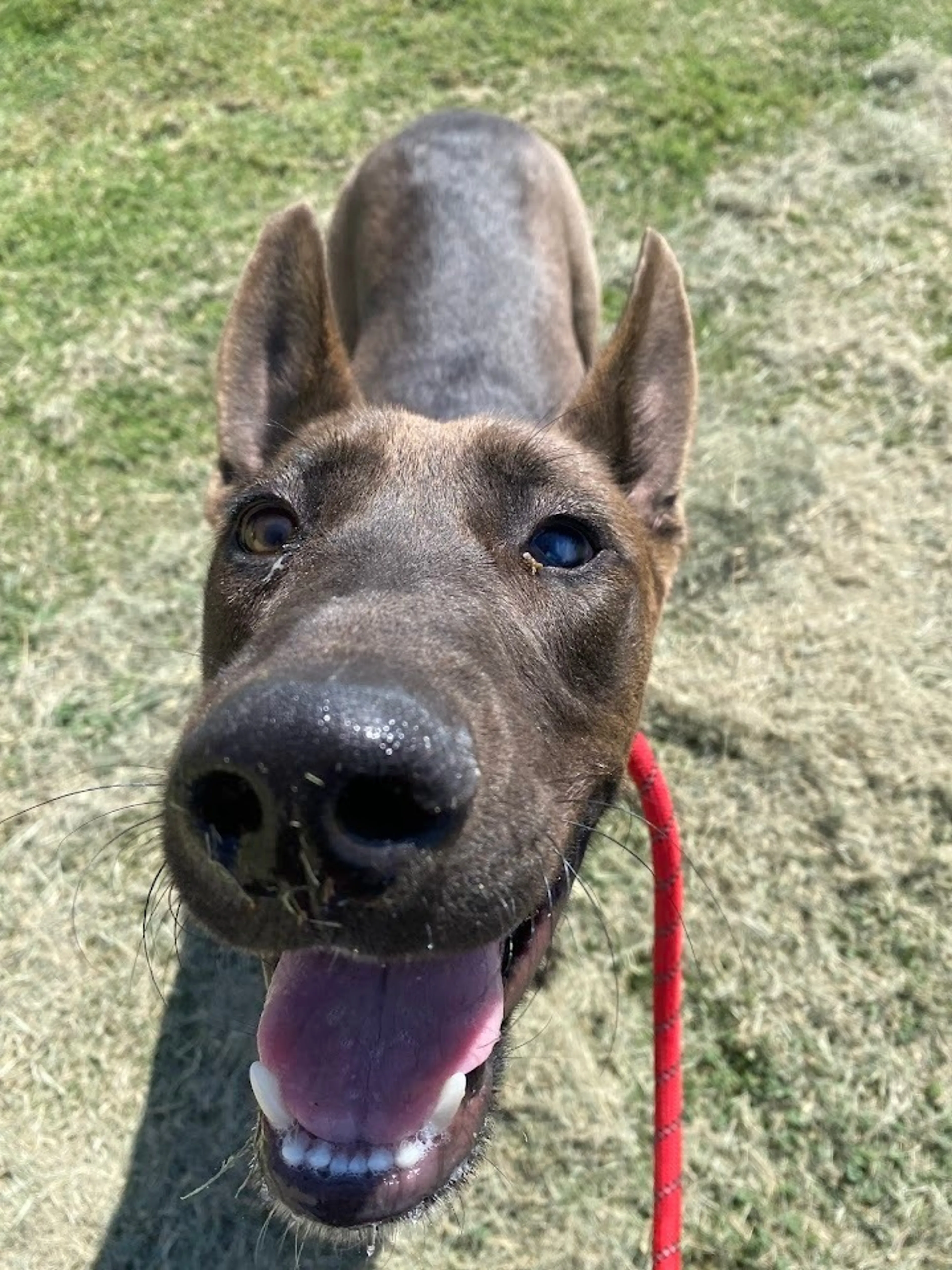 Found pet-3