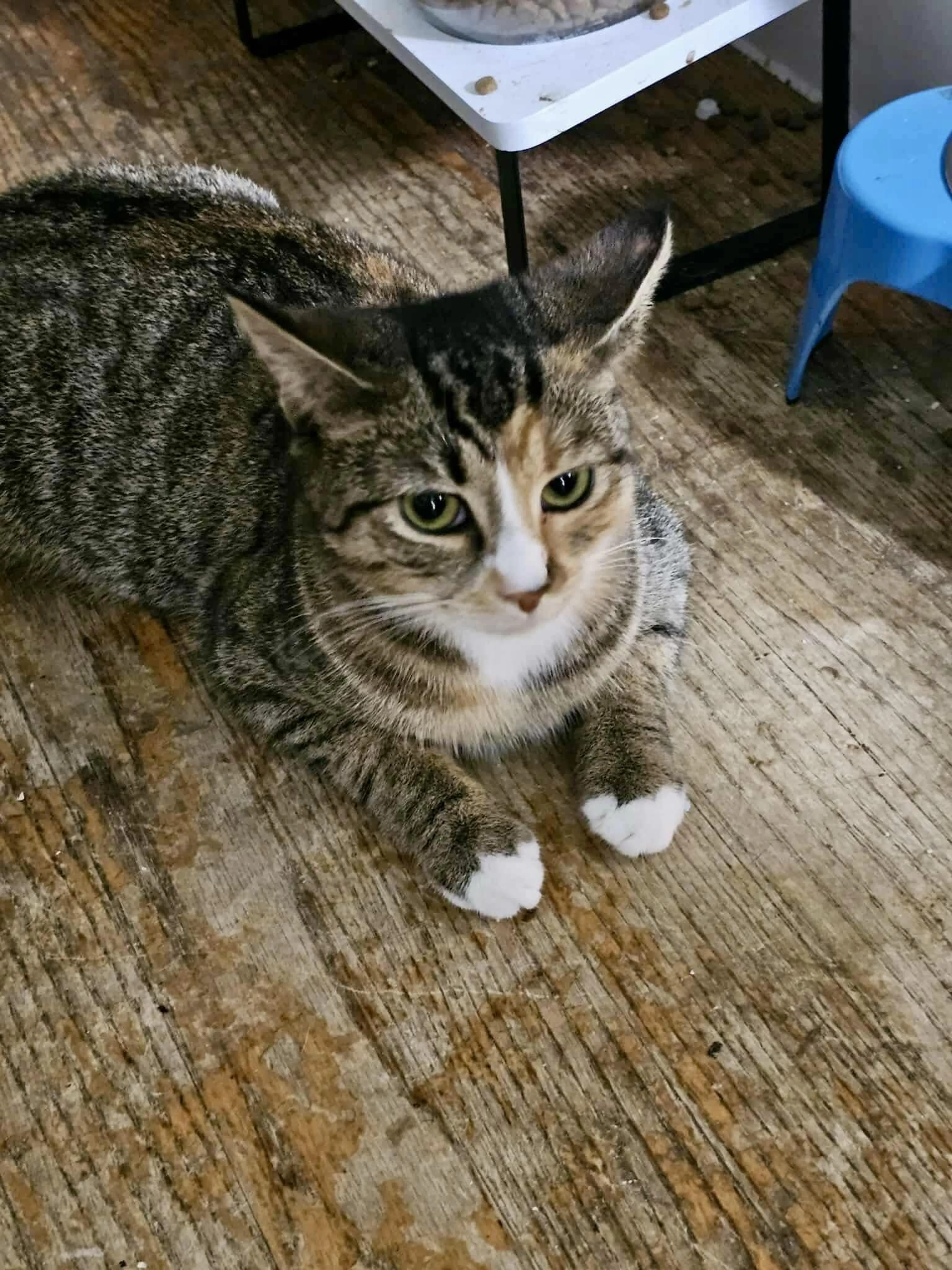 Found pet-4