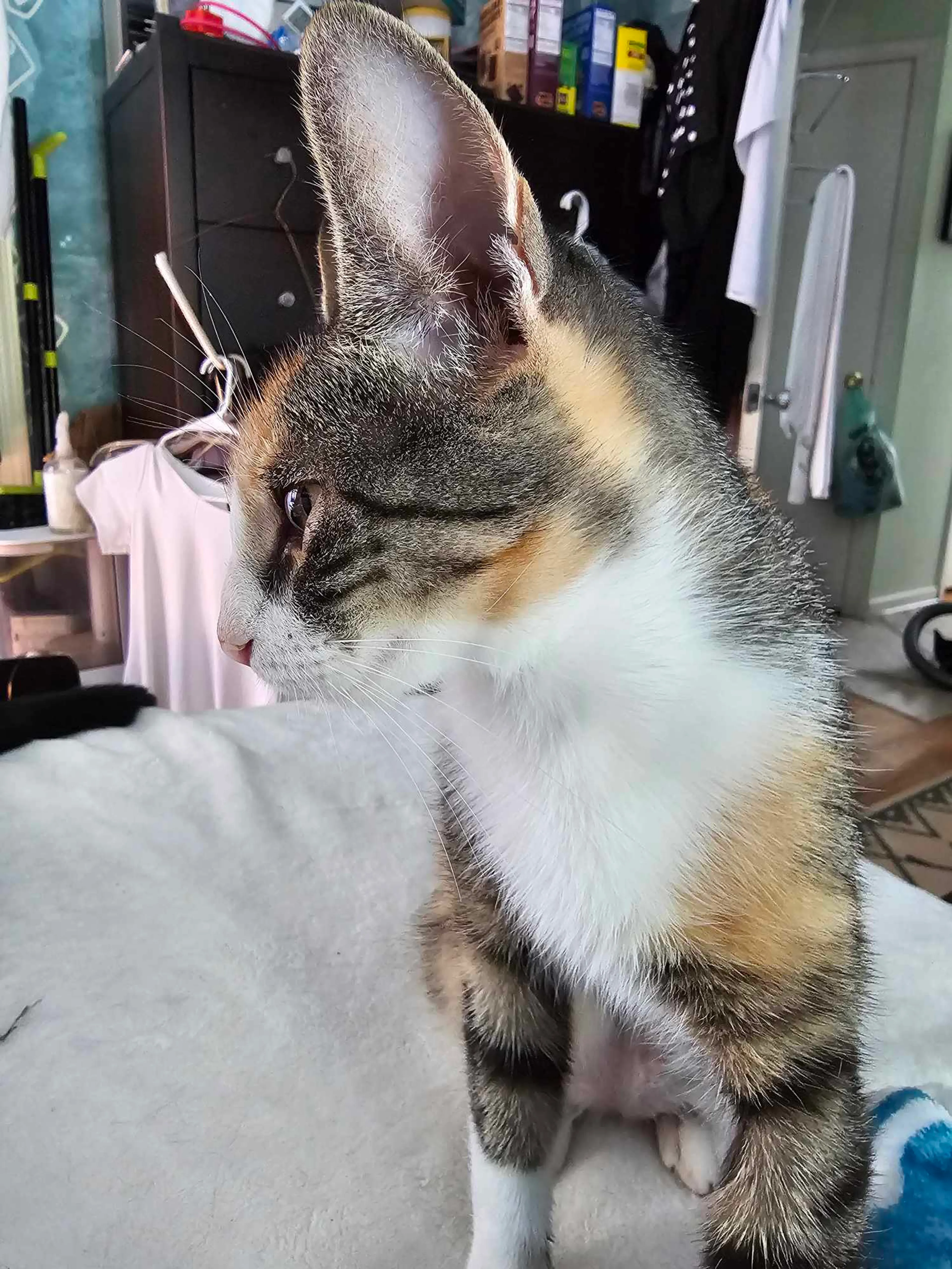Found pet-1