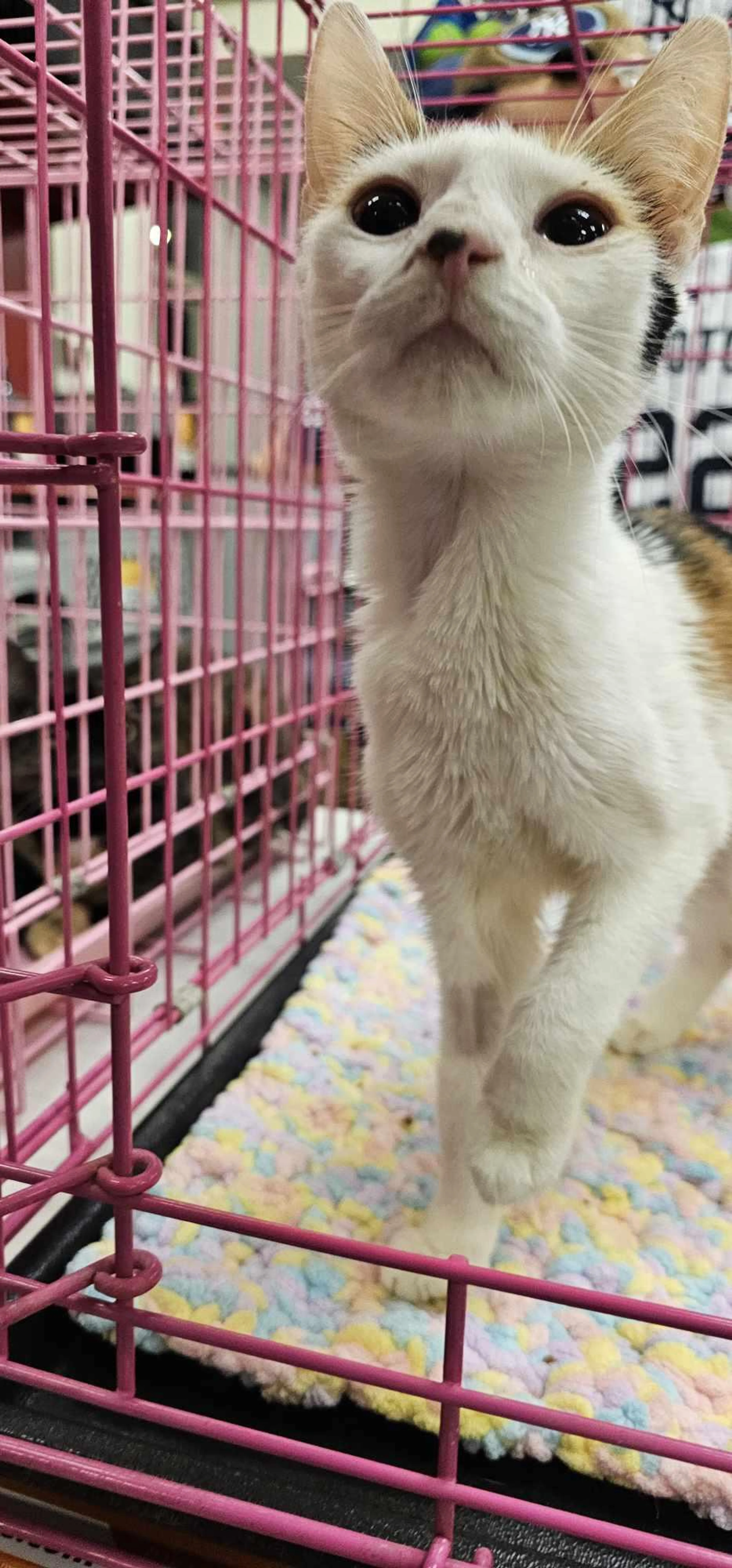 Found pet-3