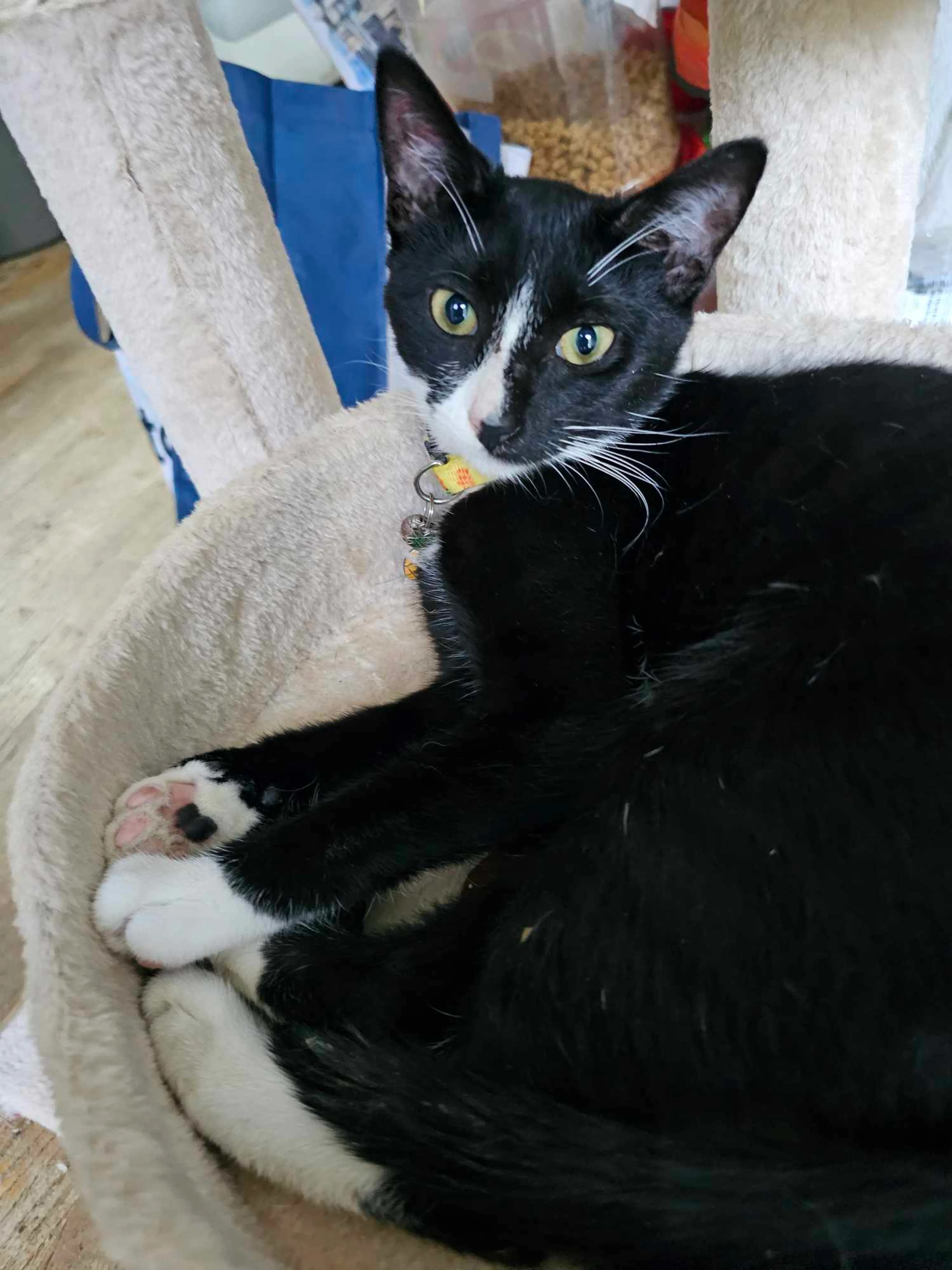 Found pet-3