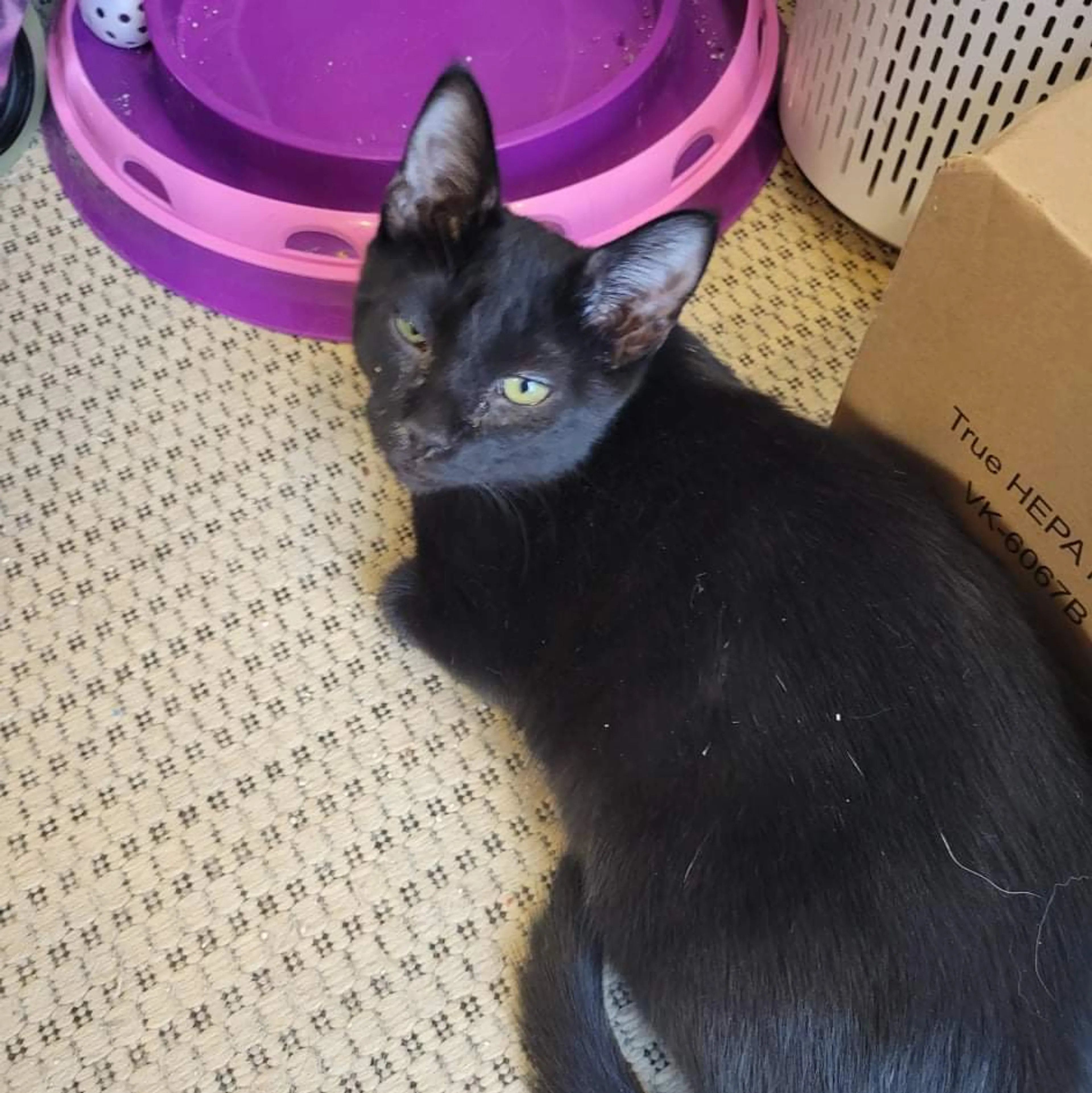 Found pet-3