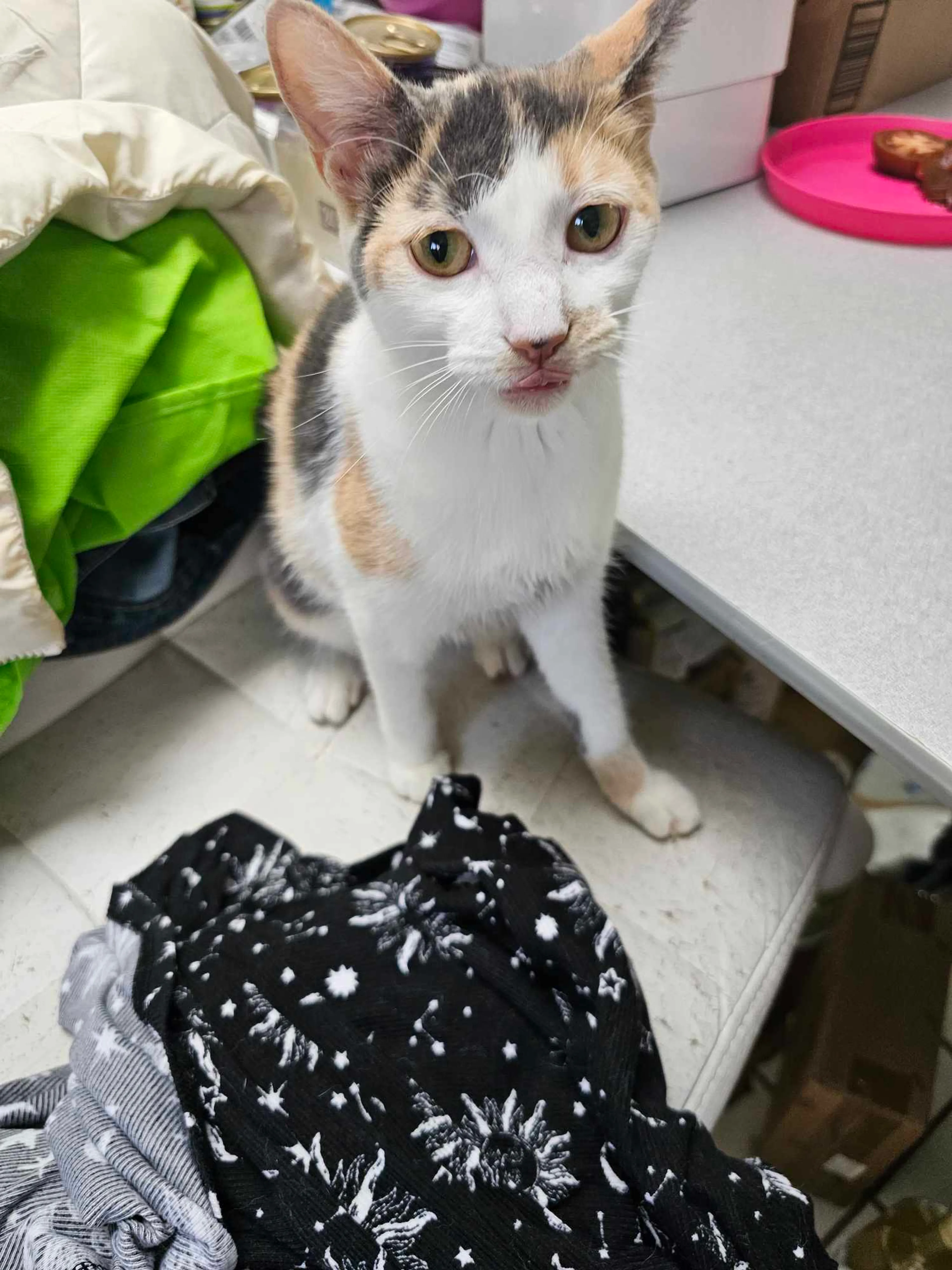 Found pet-3