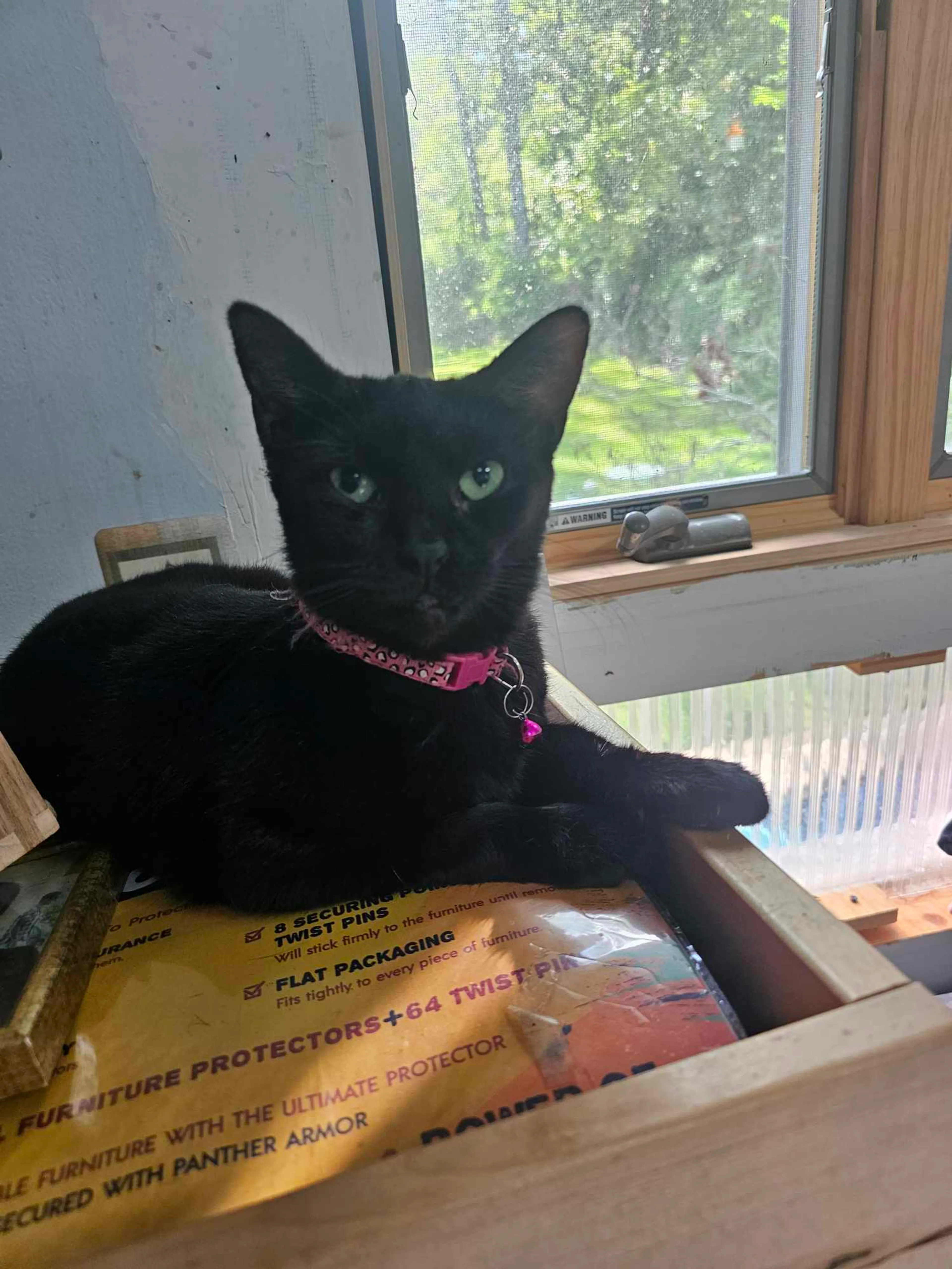 Found pet-4