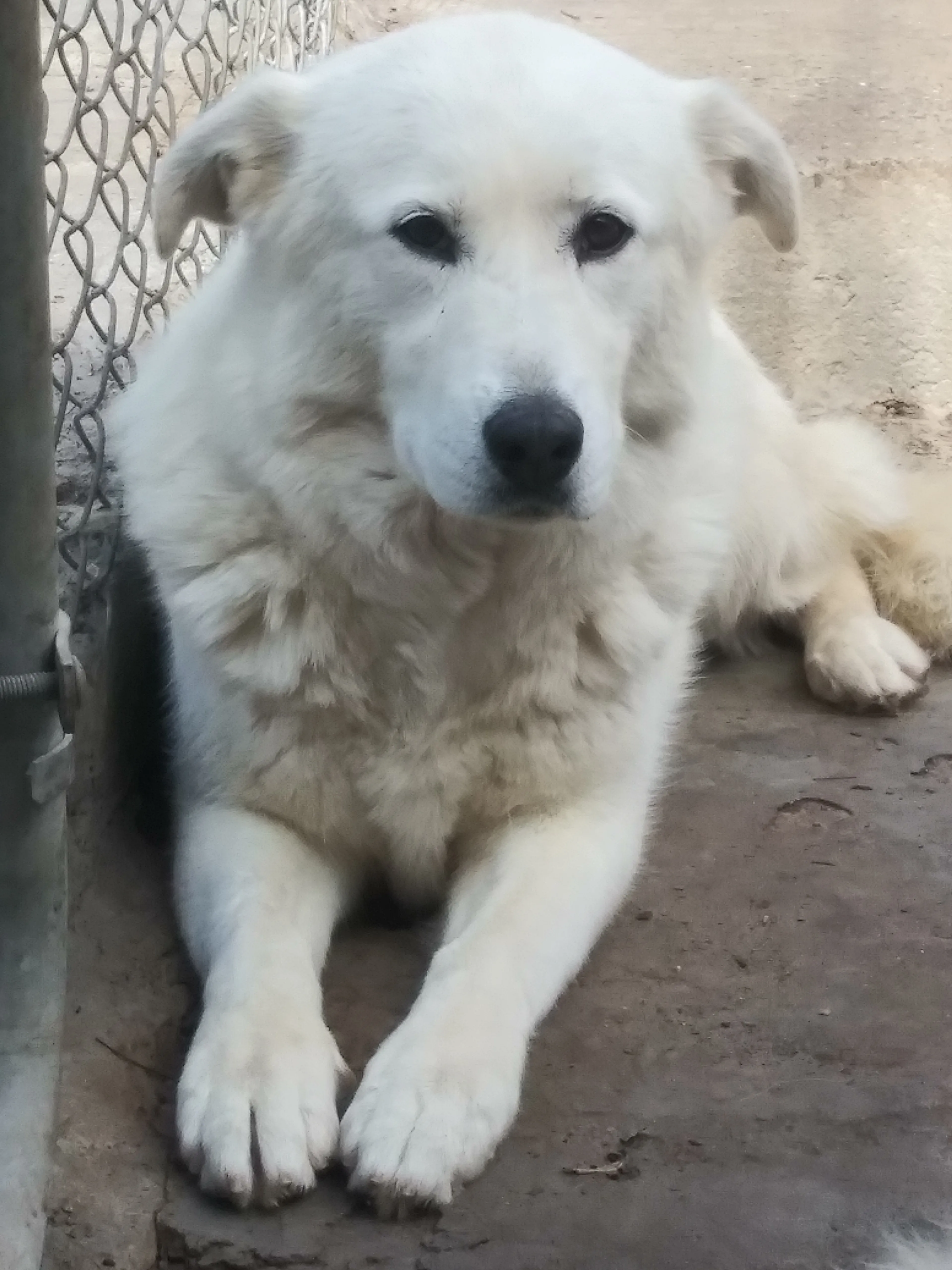 Found pet-1