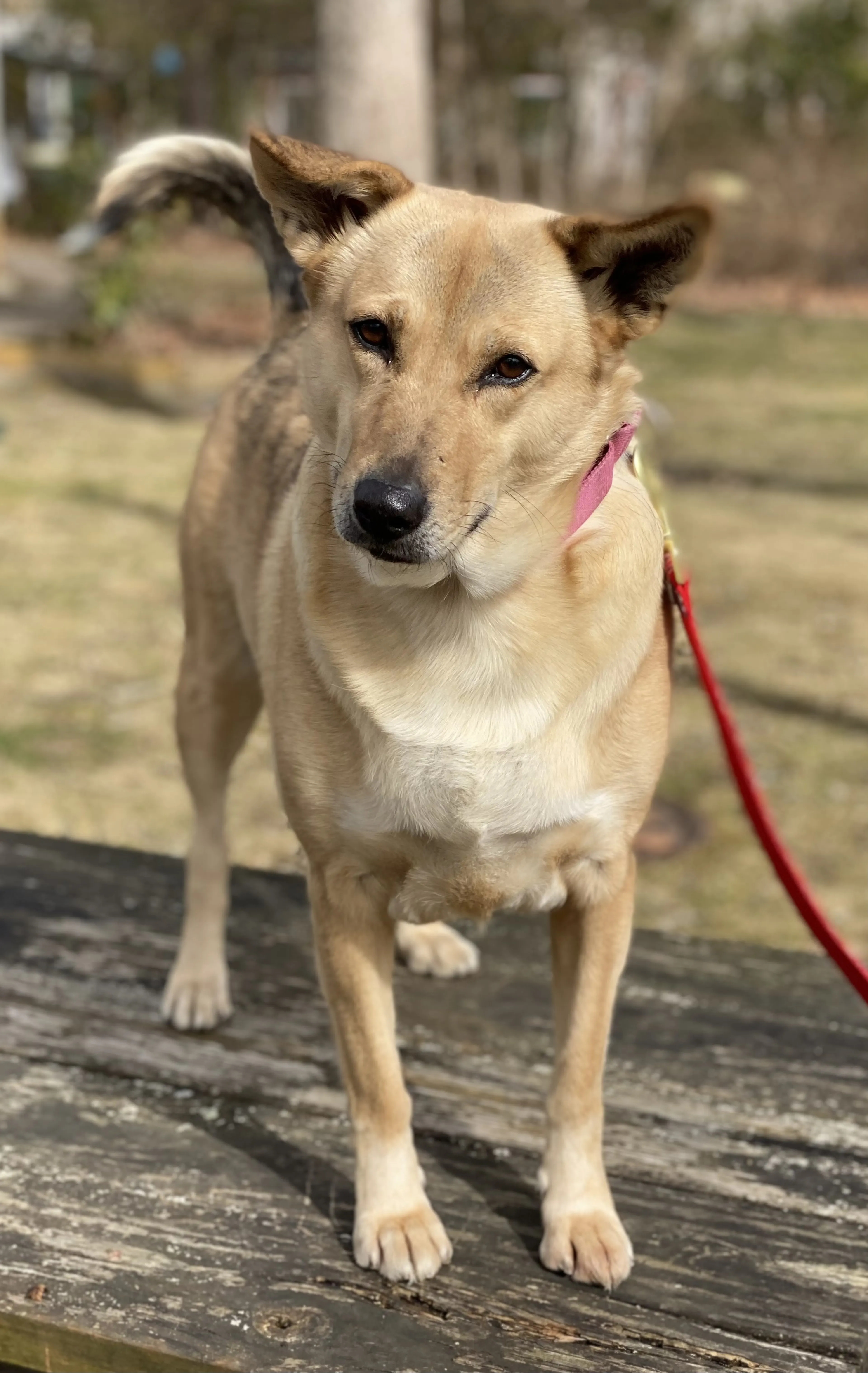 Found pet-1