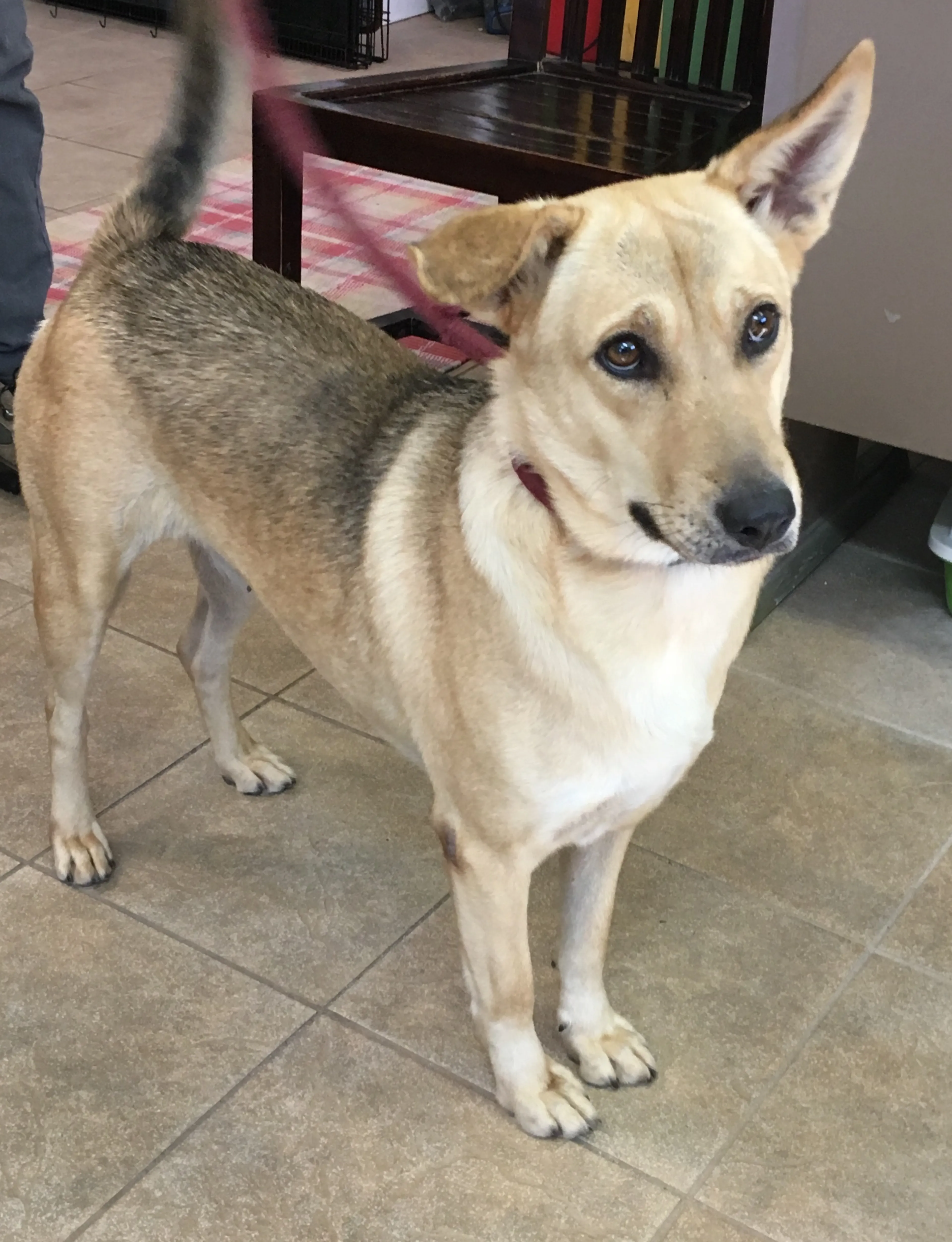 Found pet-3