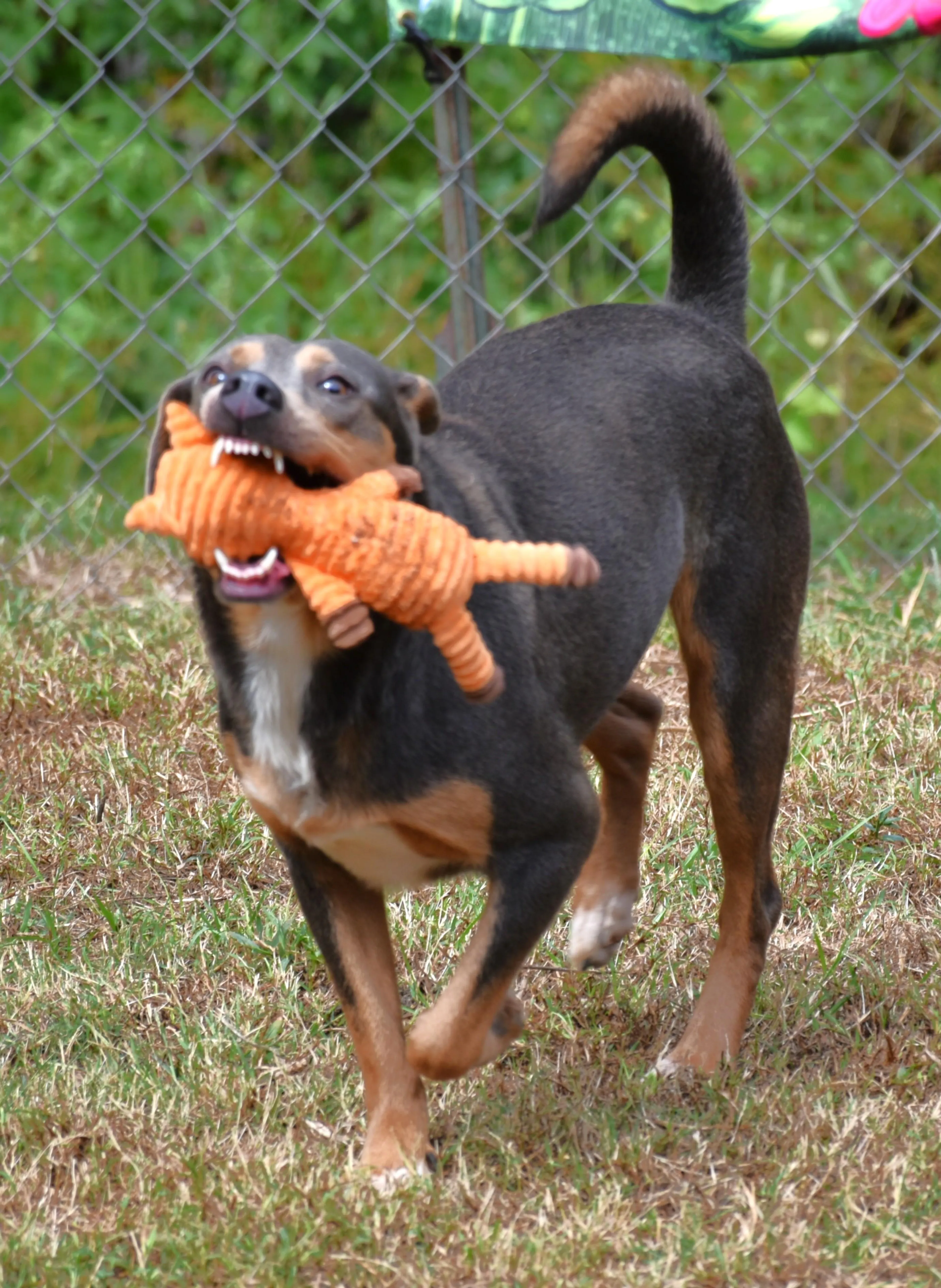 Found pet-4