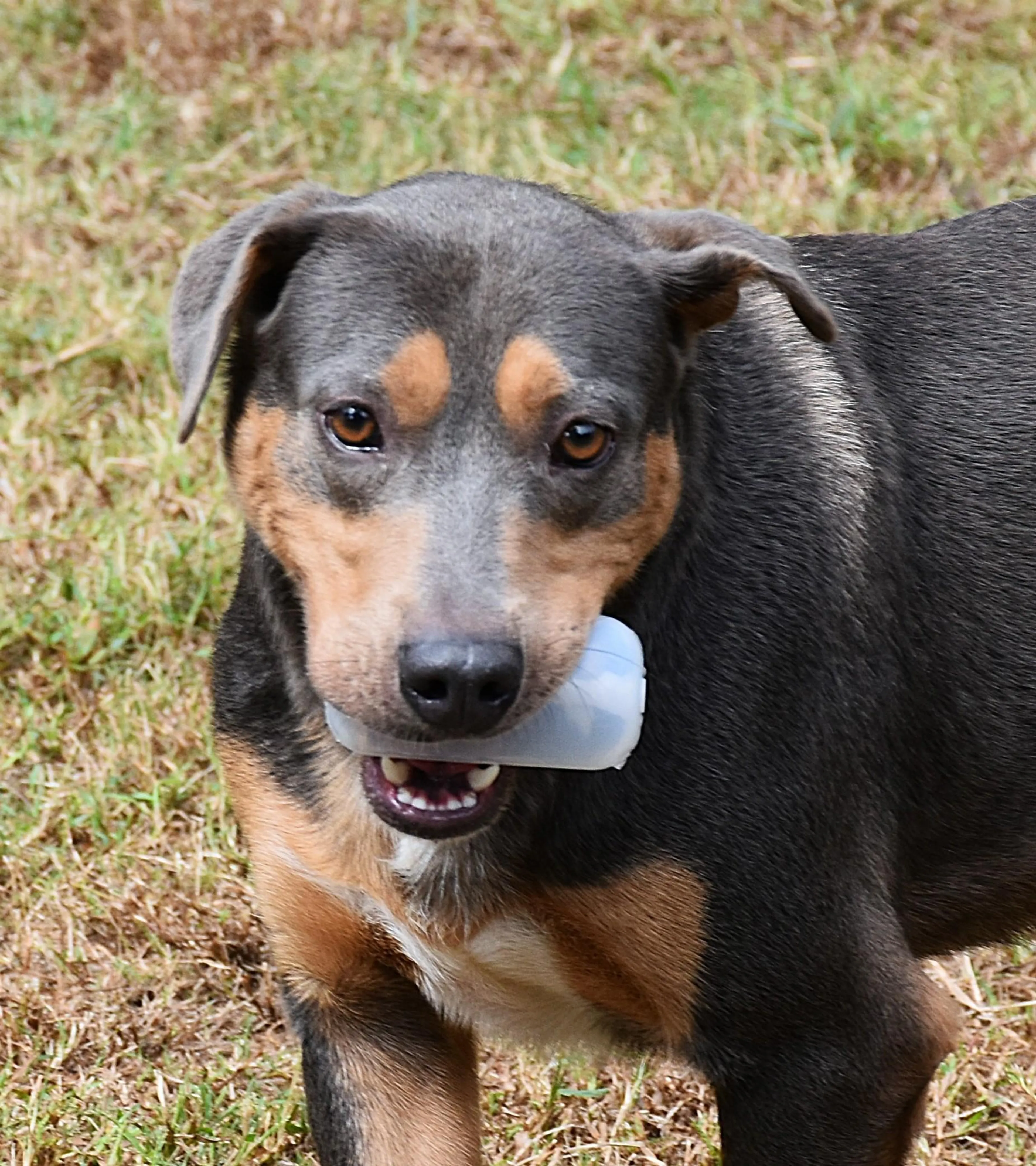 Found pet-2