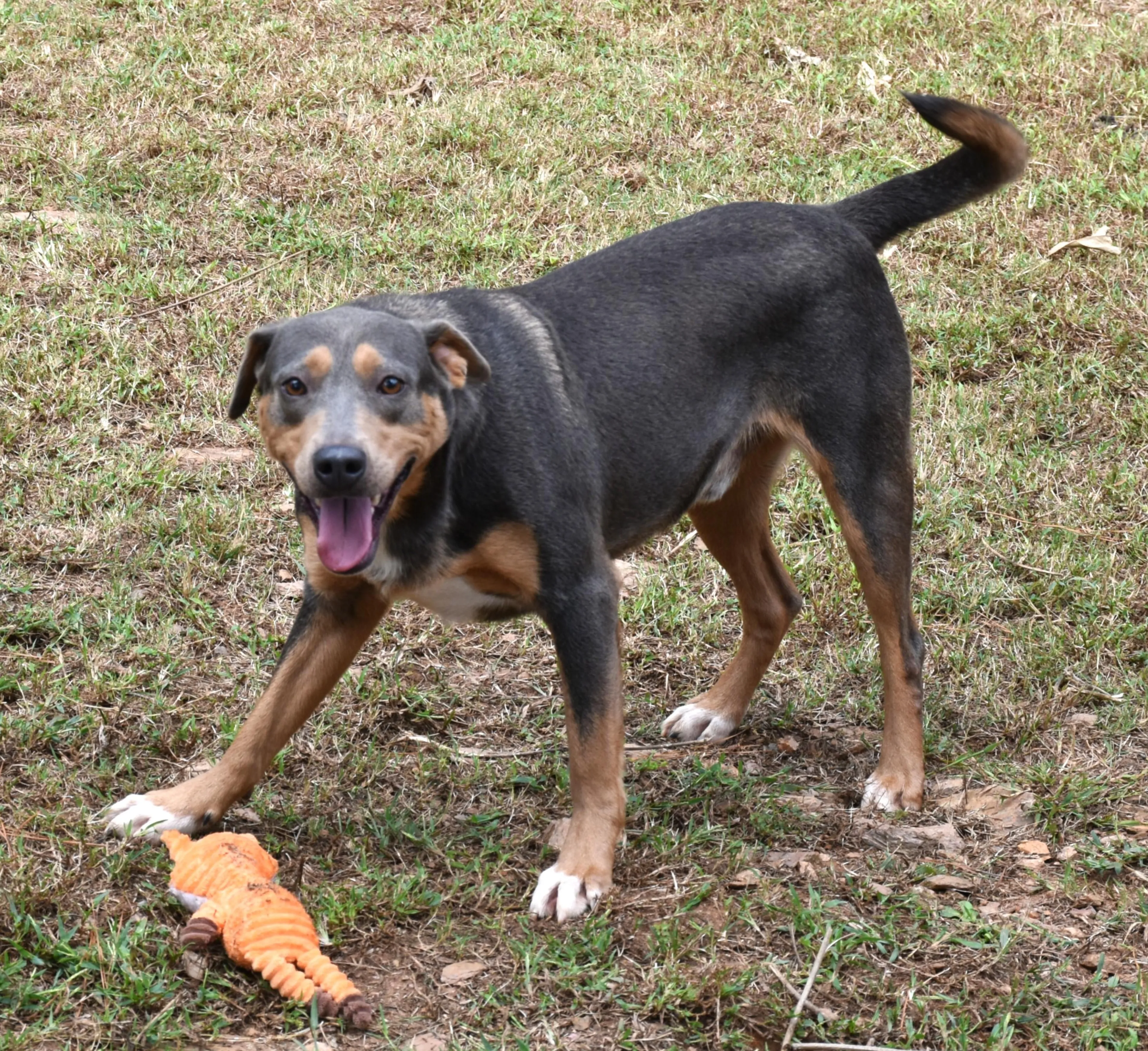 Found pet-1