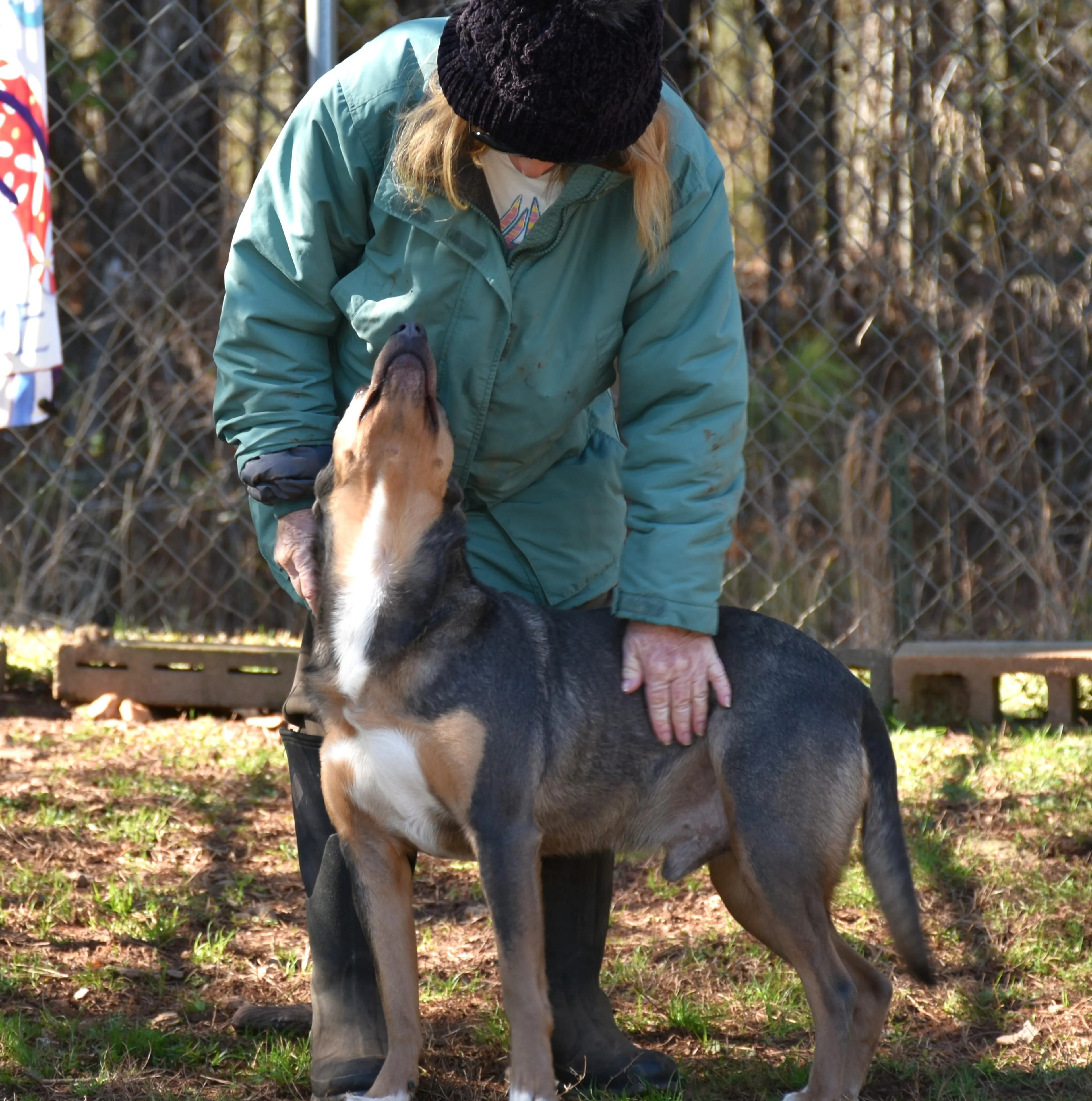 Found pet-5