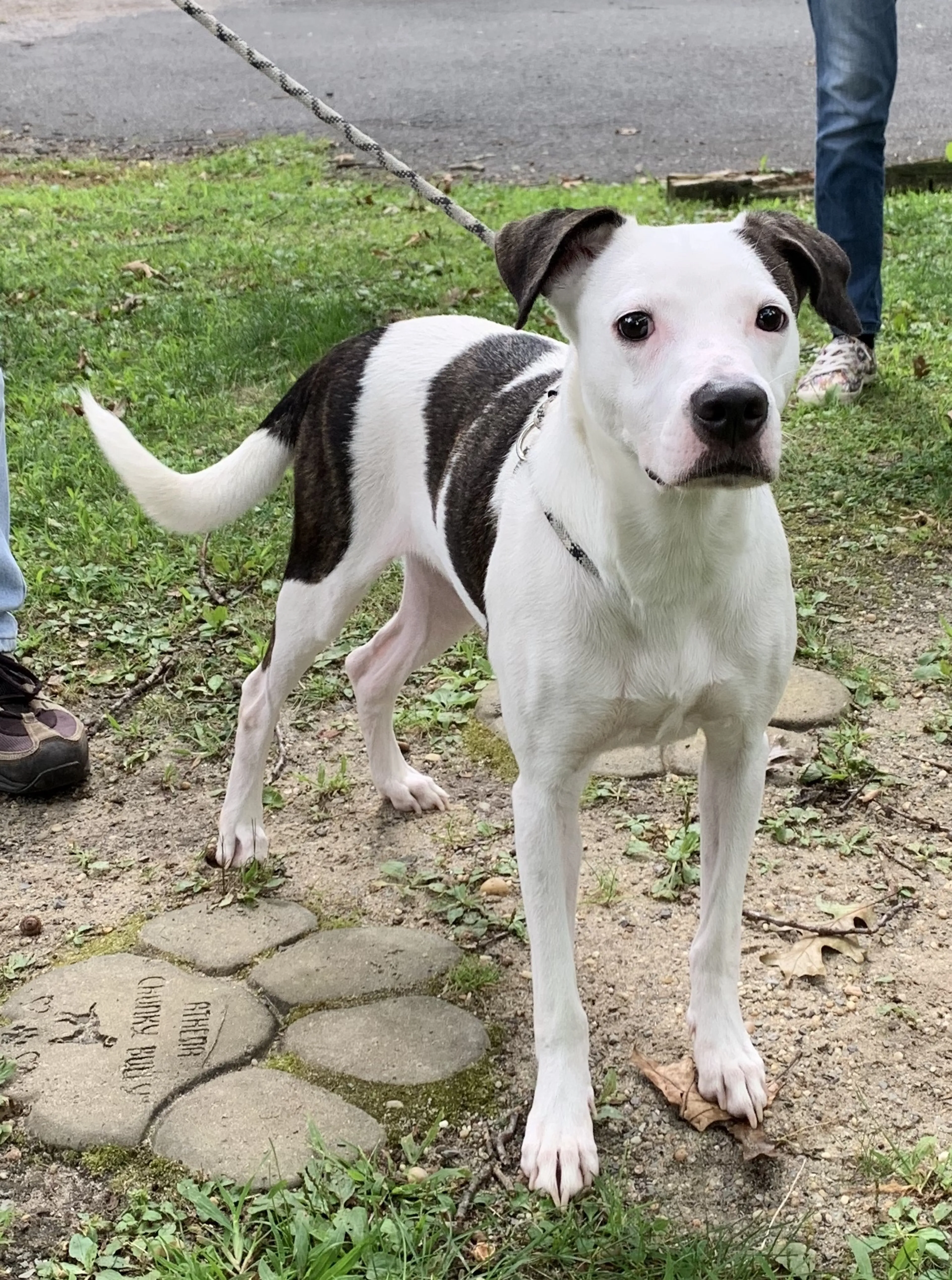 Found pet-4