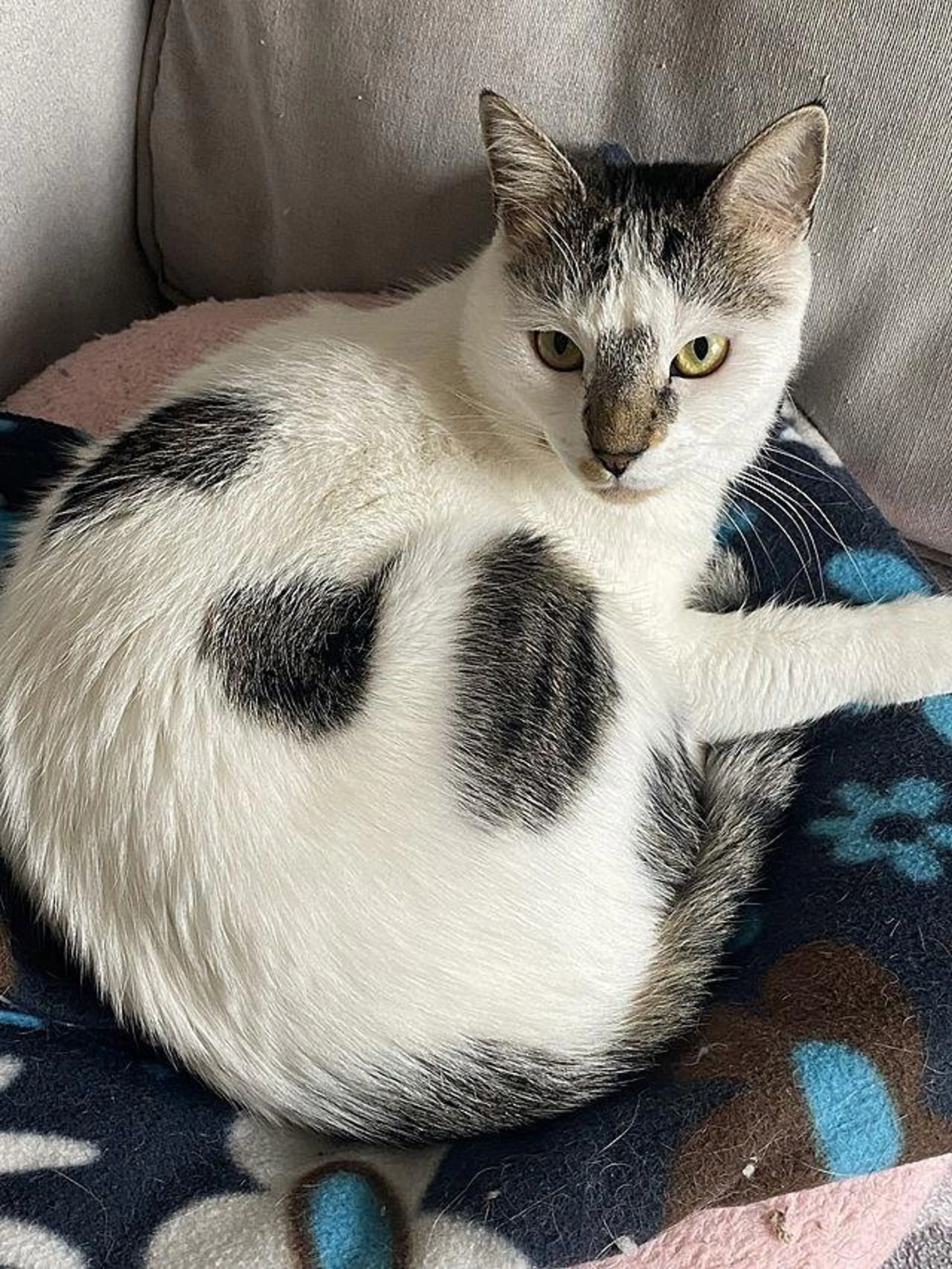 Found pet-0