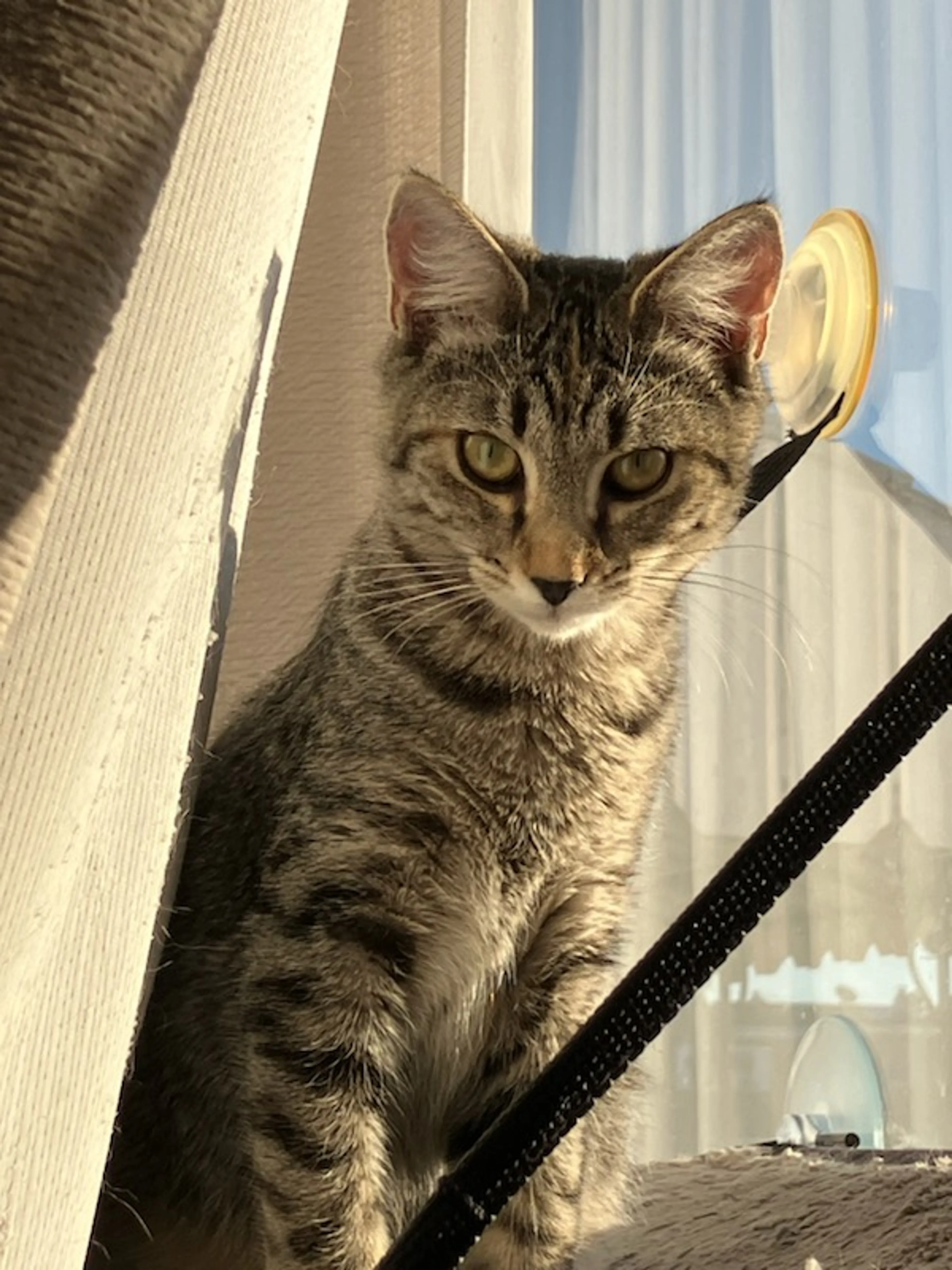 Found pet-0