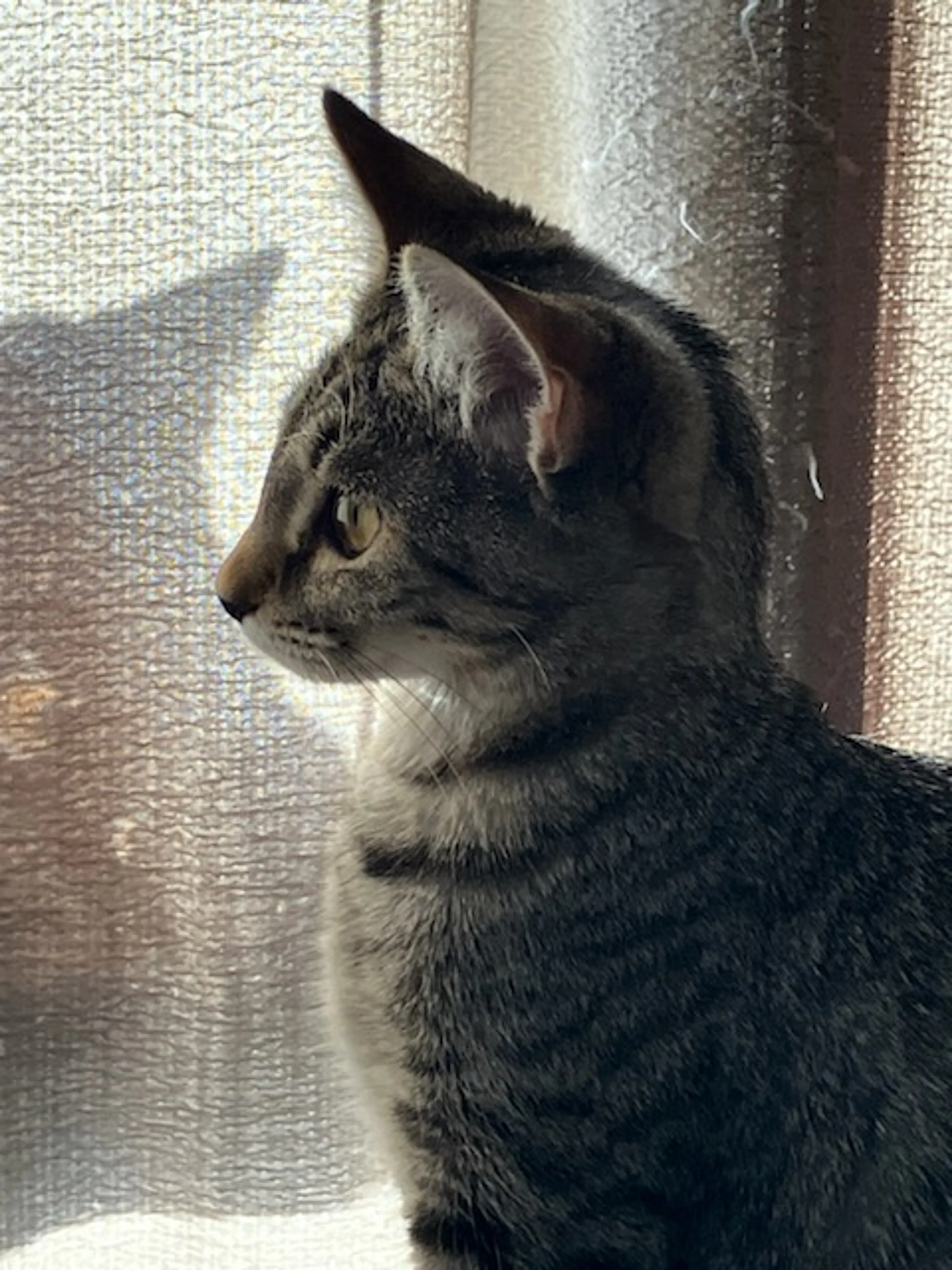 Found pet-1