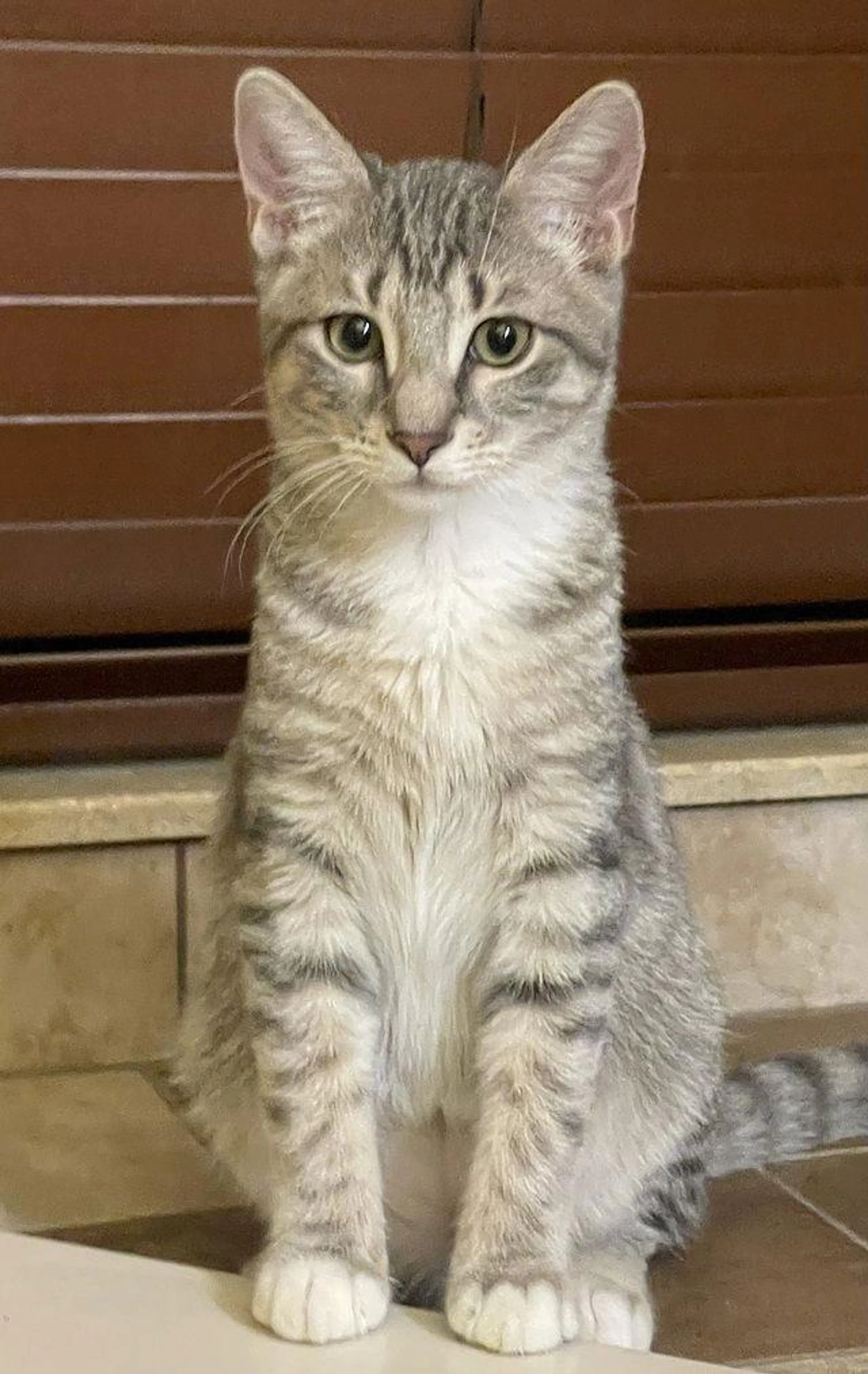 Found pet-1