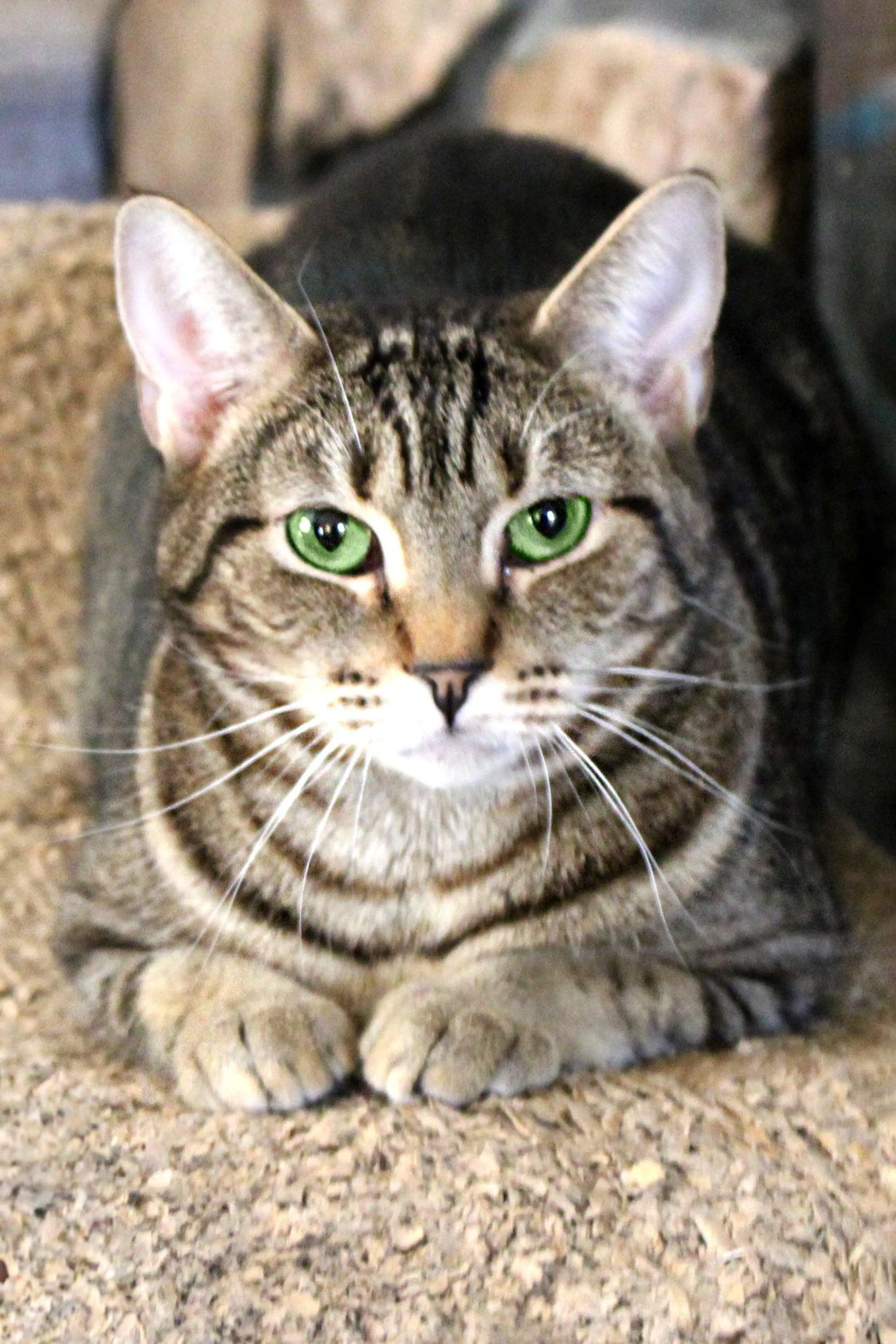 Found pet-1
