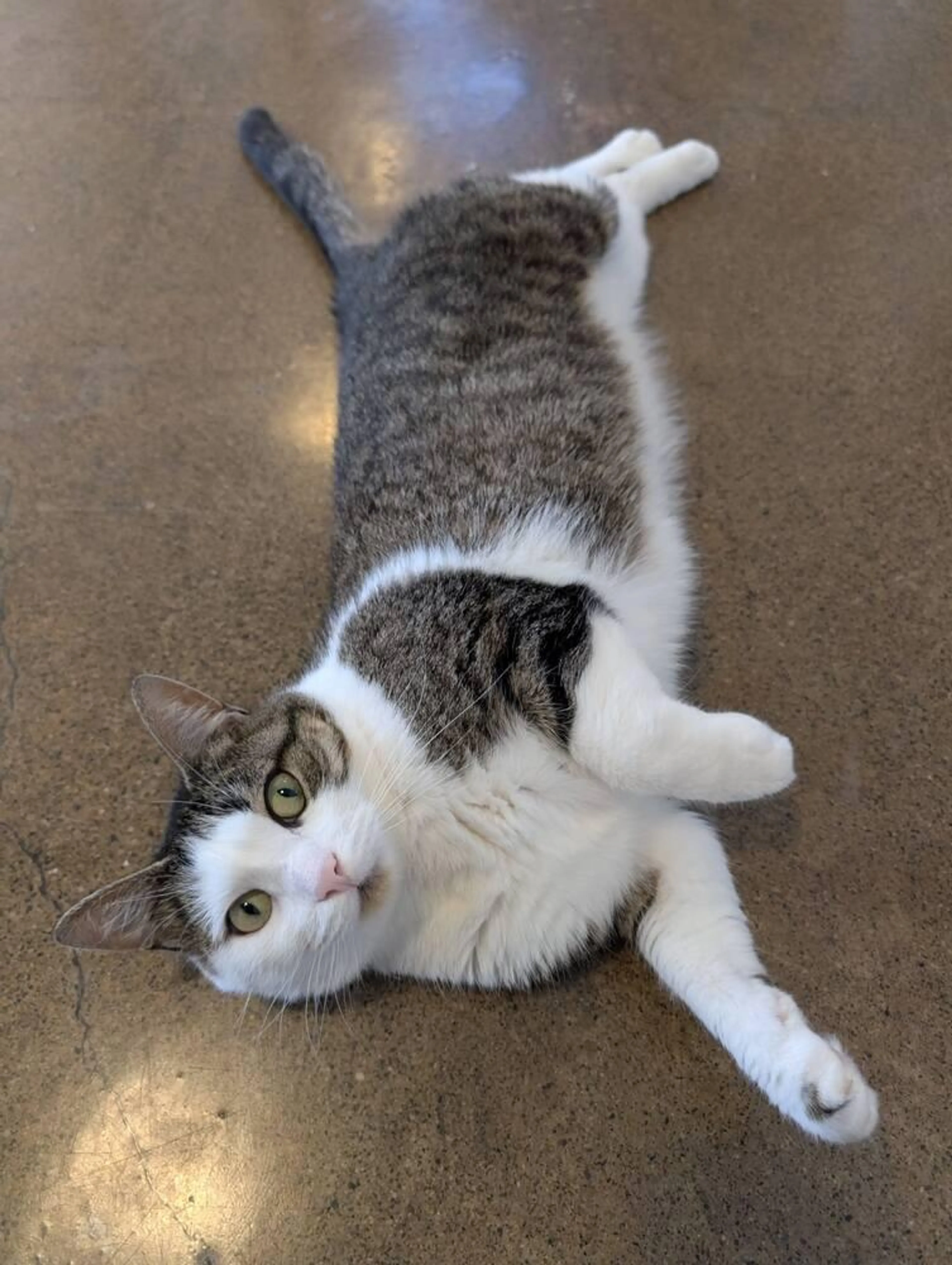 Found pet-5