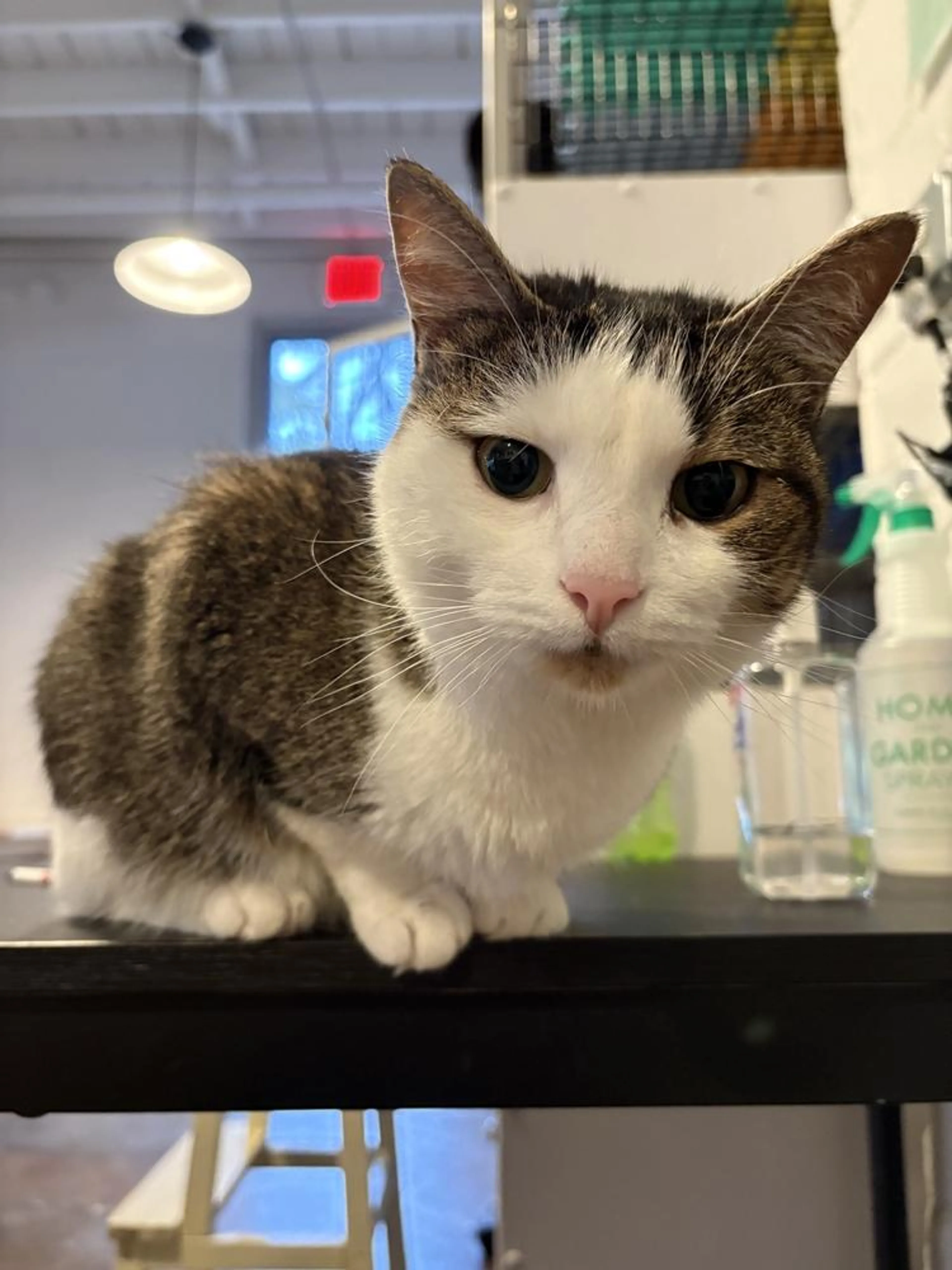 Found pet-2