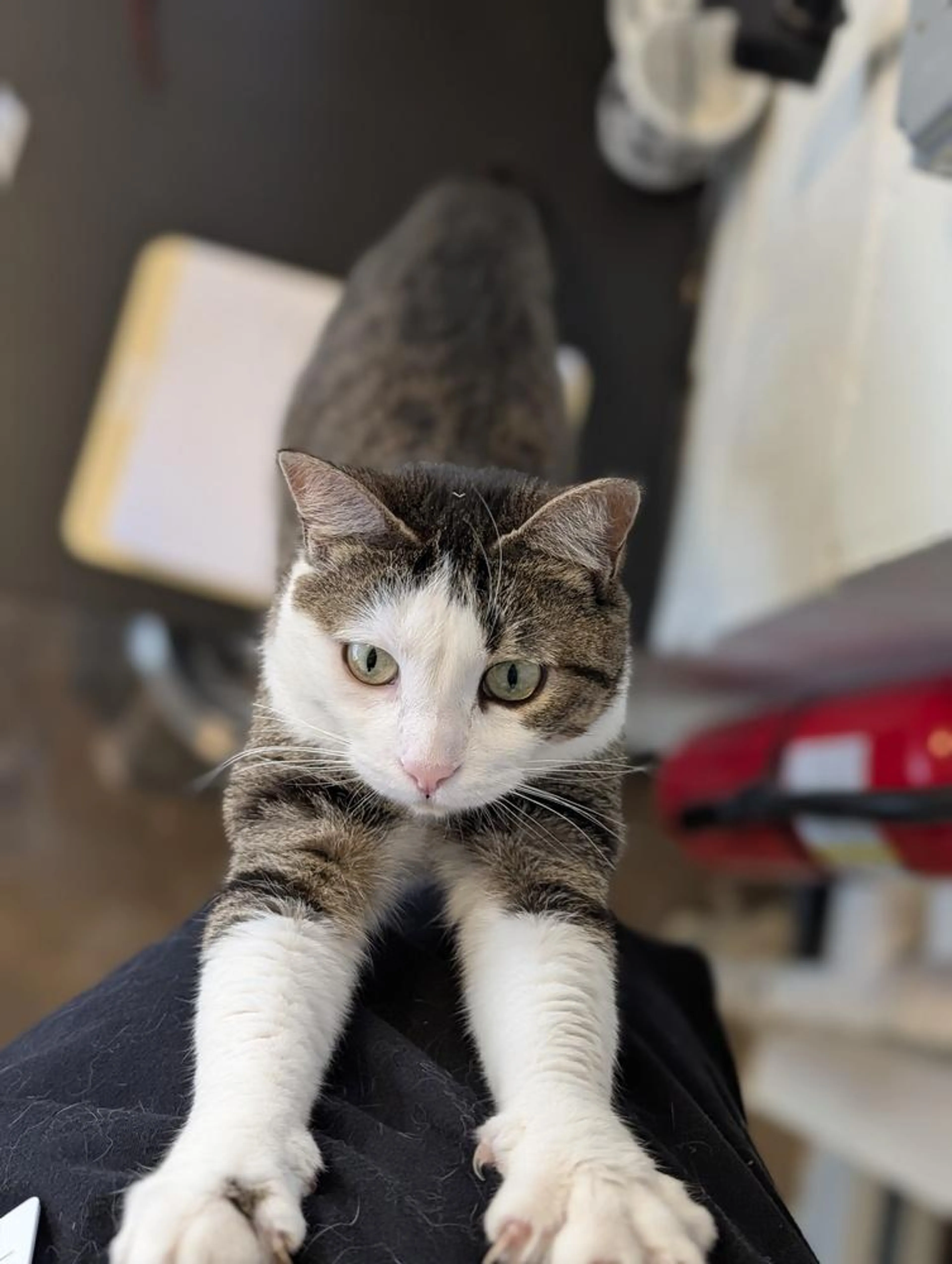 Found pet-4