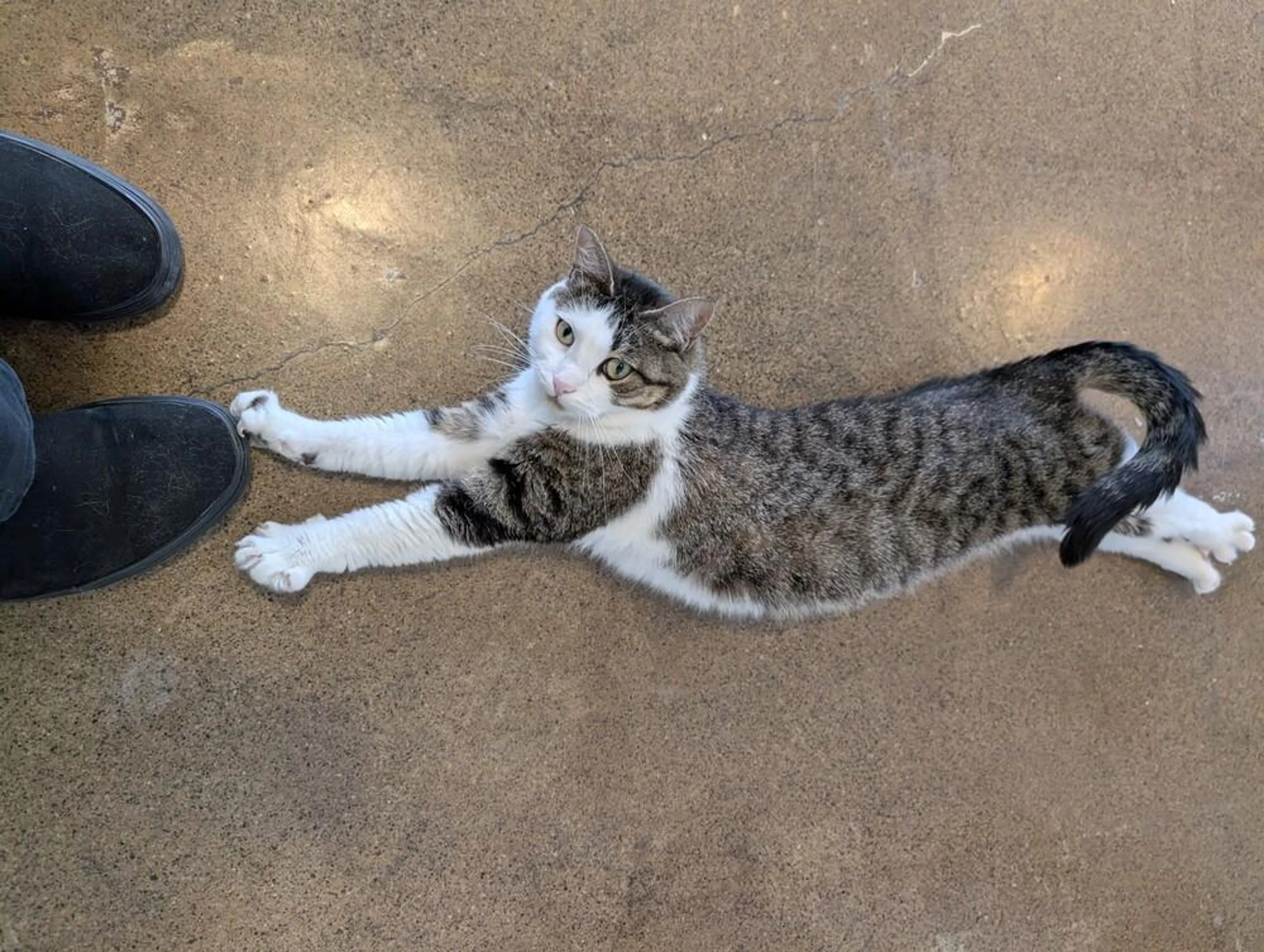 Found pet-3